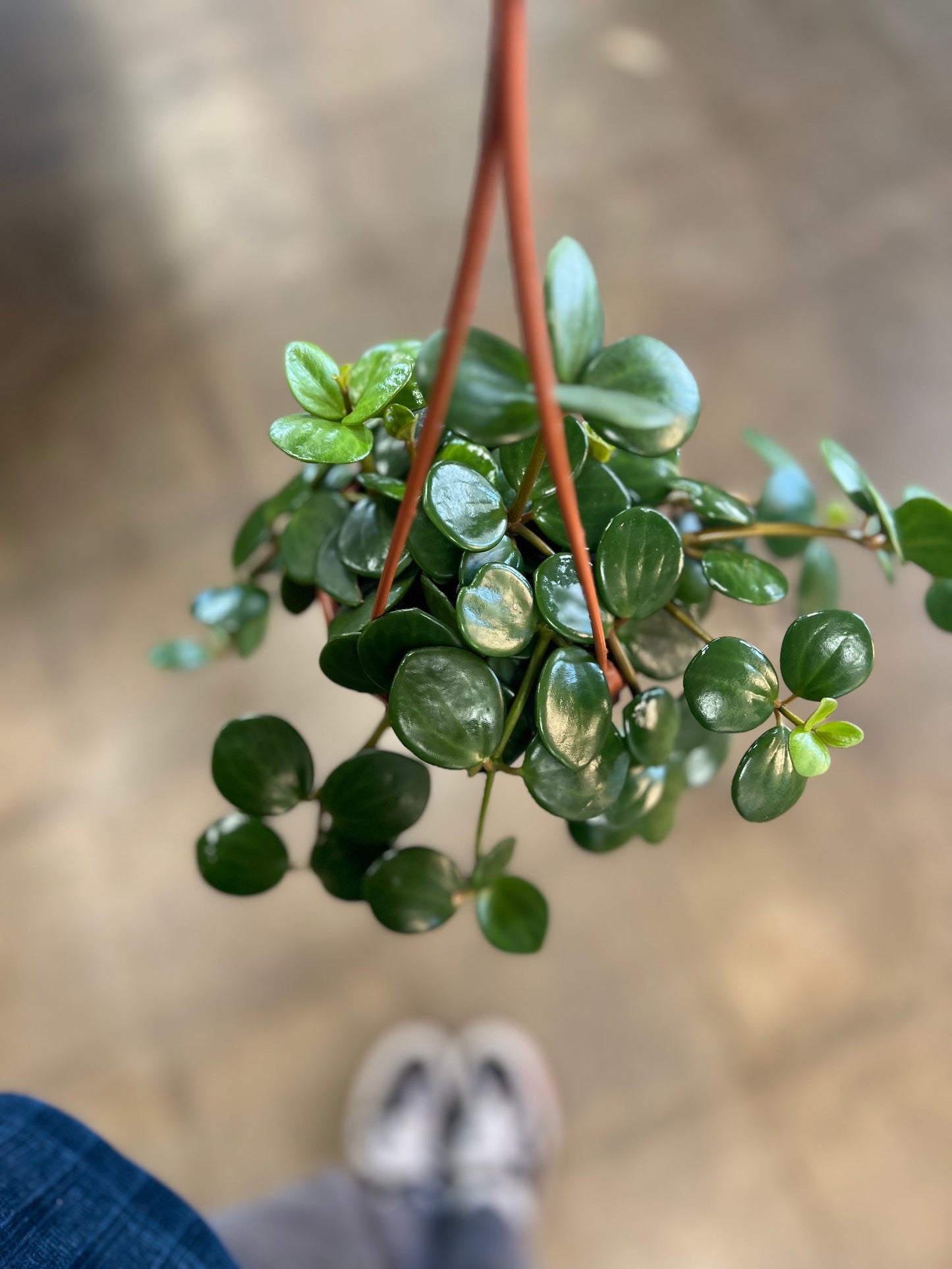 Peperomia Hope