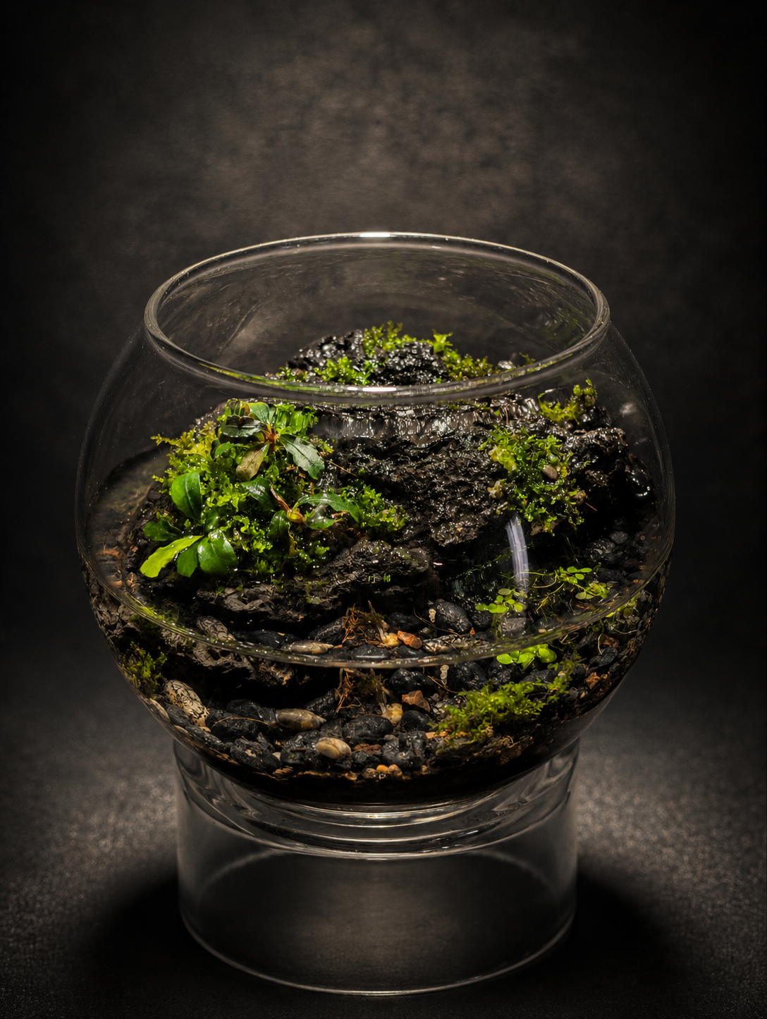 Terrarium Aquatique