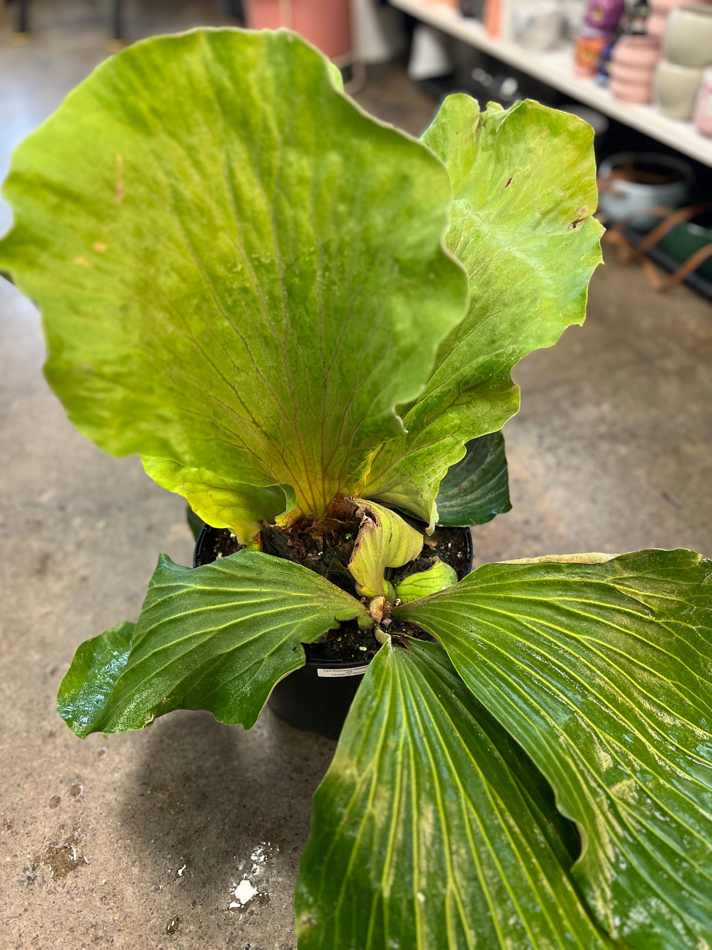 Fern Platycerium Elephanotis