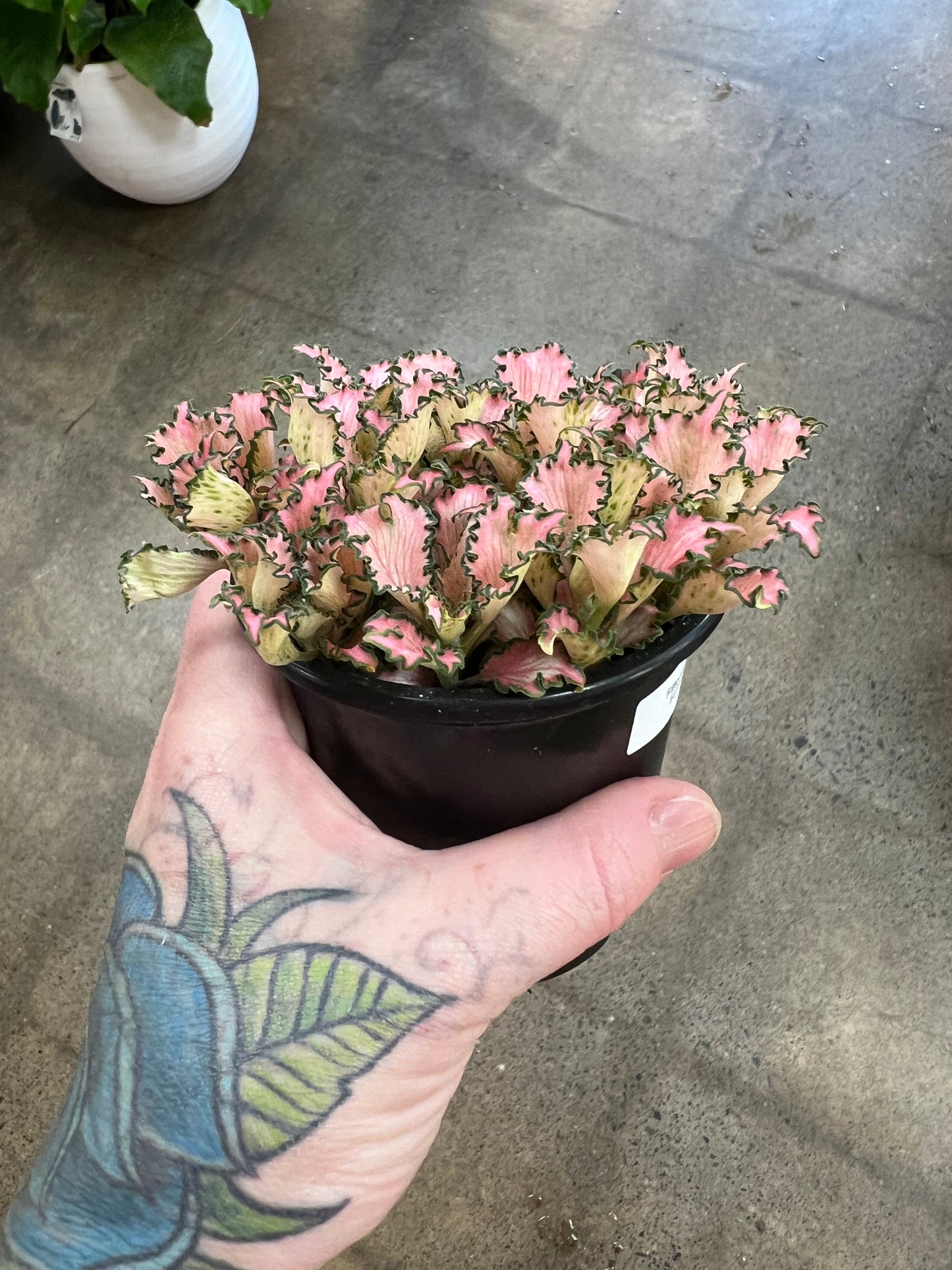 Fittonia Pink Anne