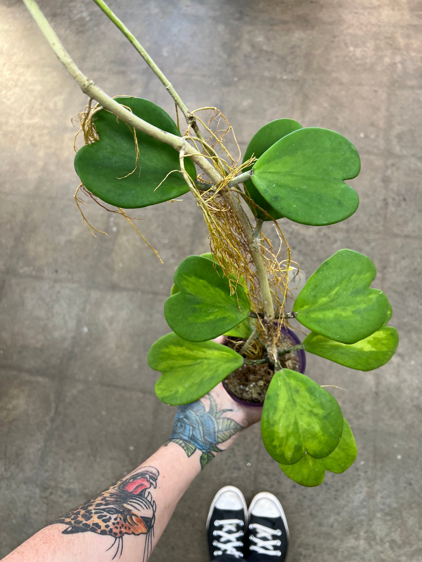 Hoya Kerrii New Moon