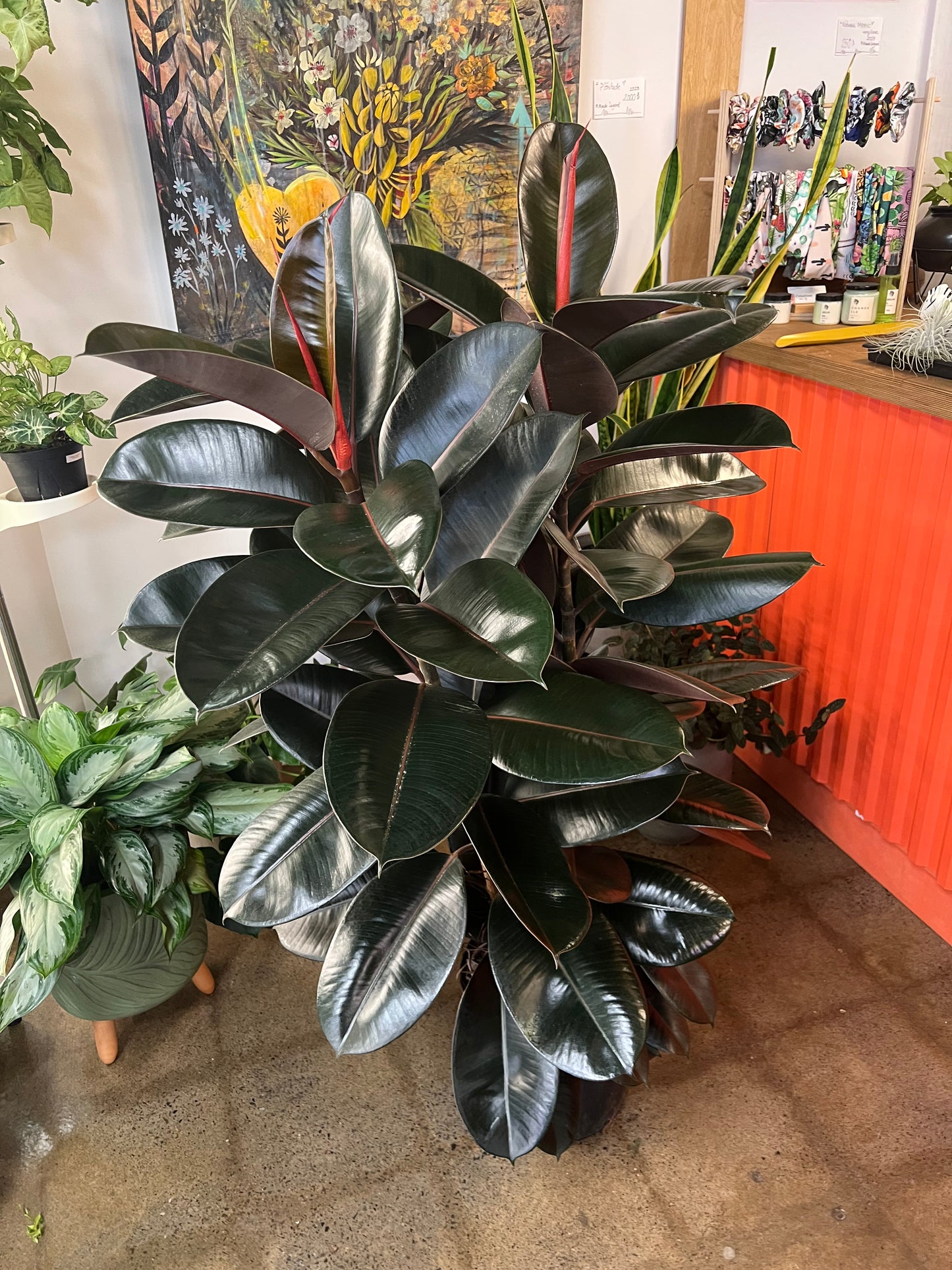 Ficus Burgundy