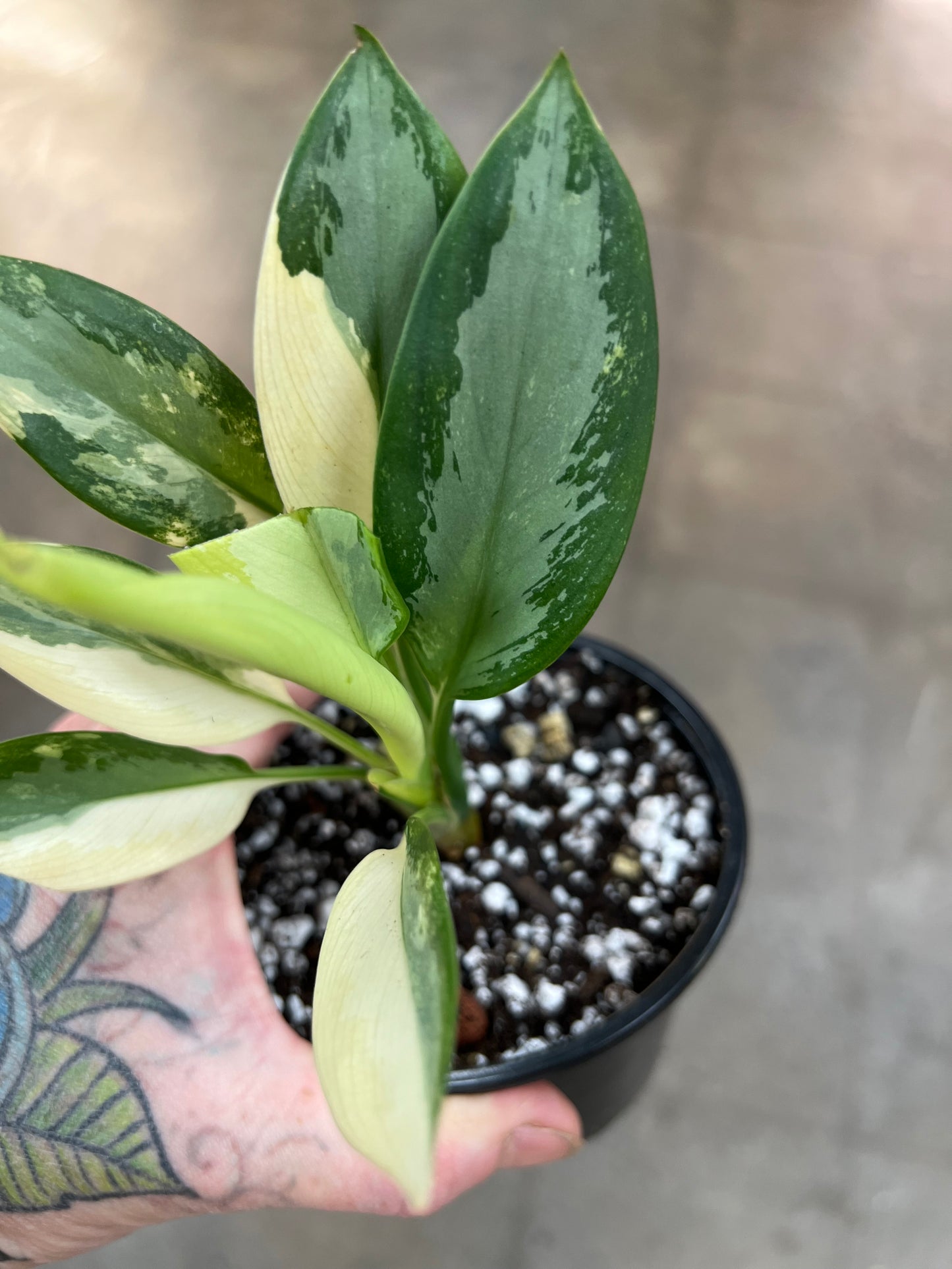 Aglaonema Suvarnabhumi Panaché