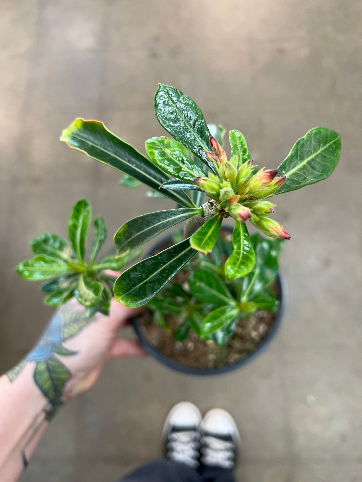 Adenium Desert Rose du Désert