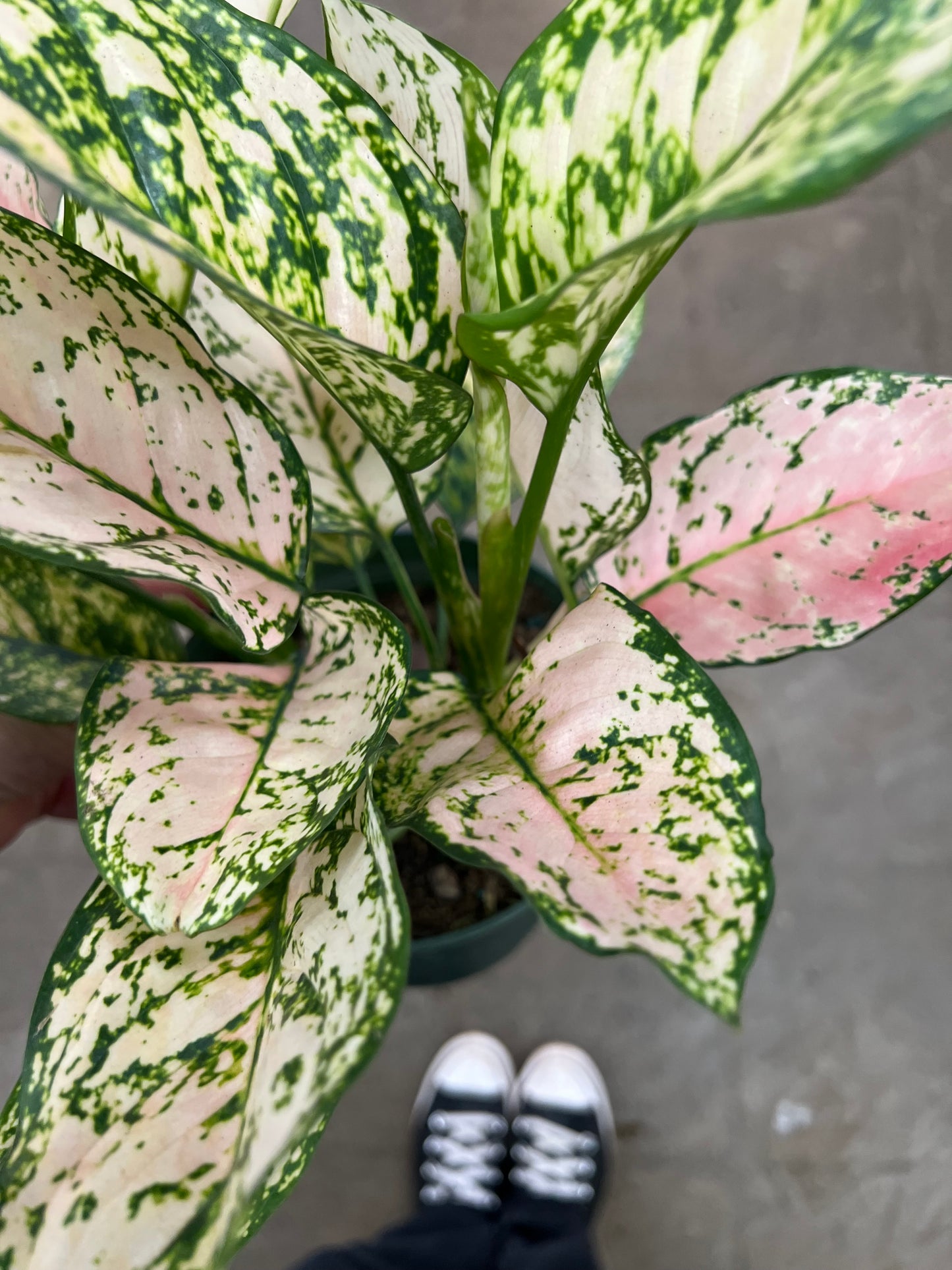 Aglaonema Etta Rose