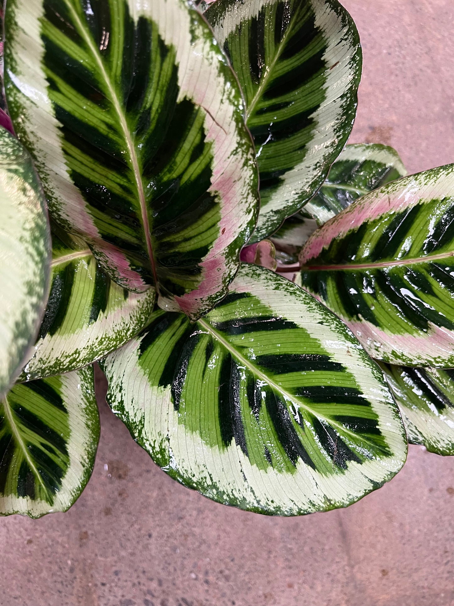 Calathea Angela