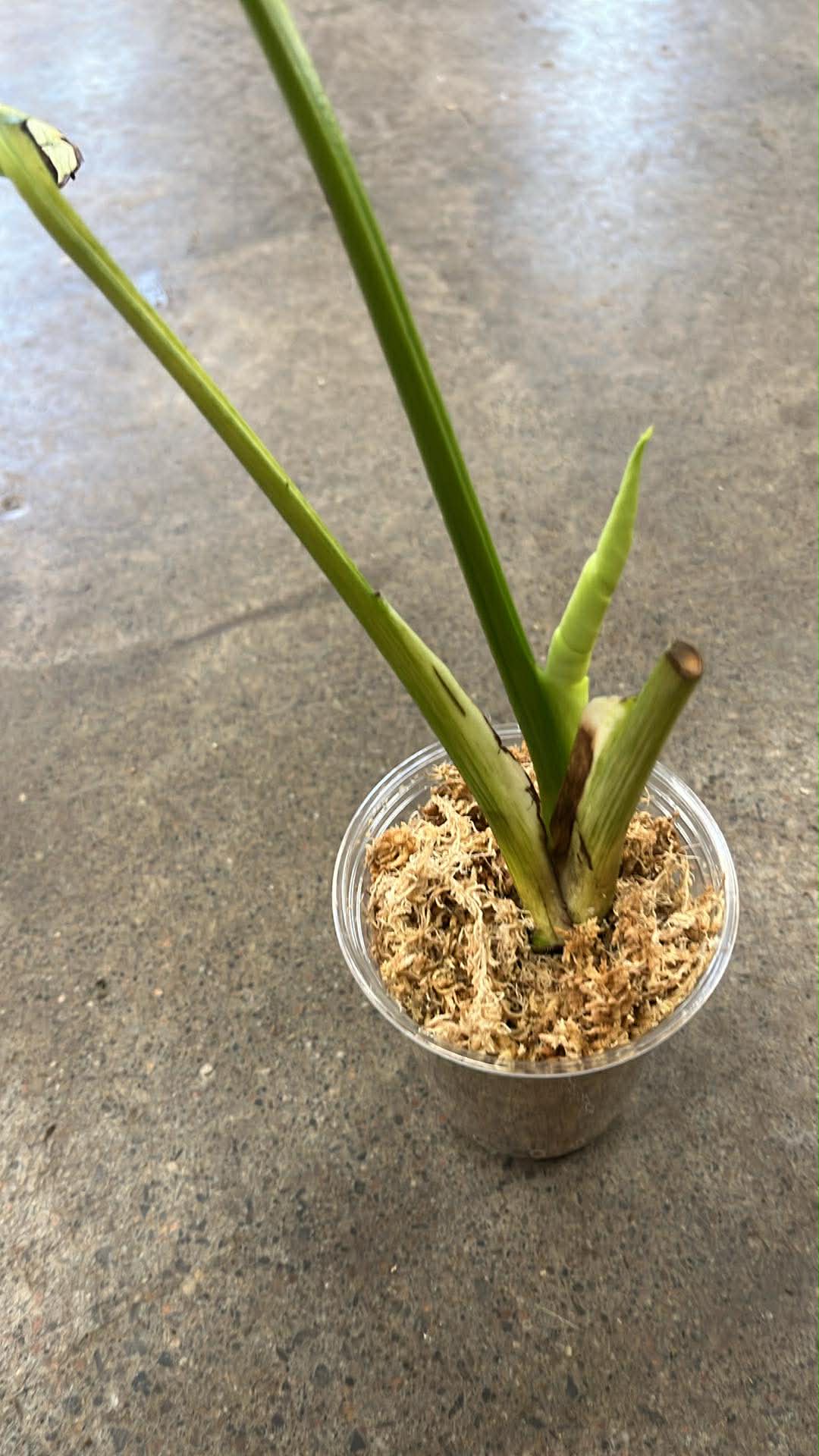 Monstera Siam Mint #2
