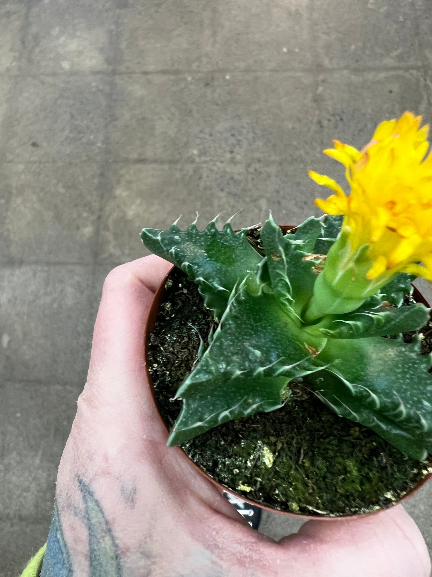 Faucaria Tuberculosa