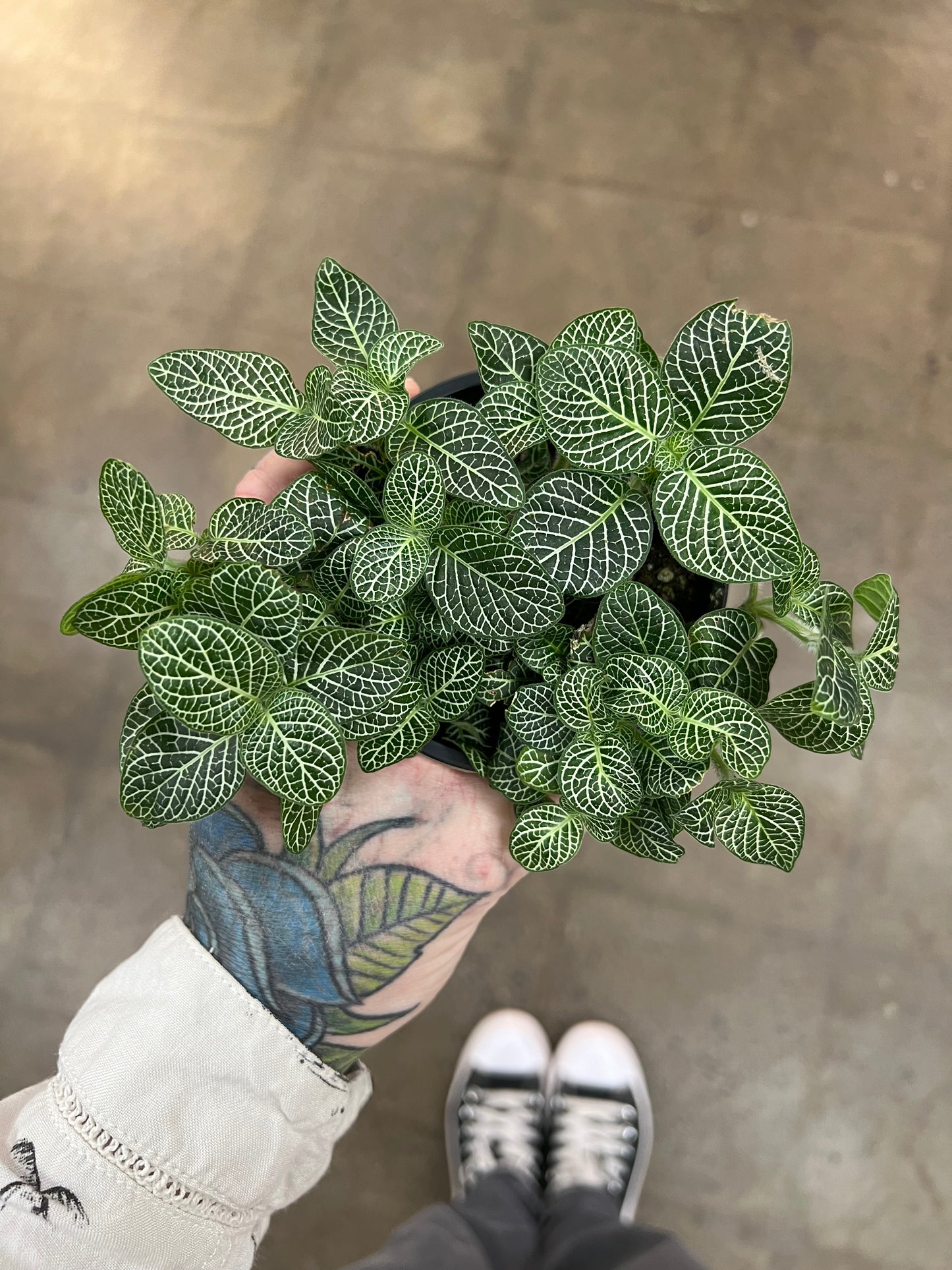 Fittonia White
