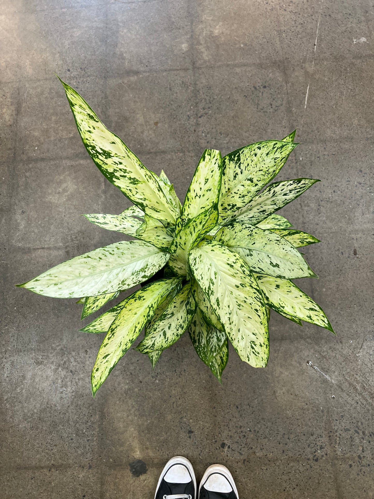 Diffenbachia Star Bright