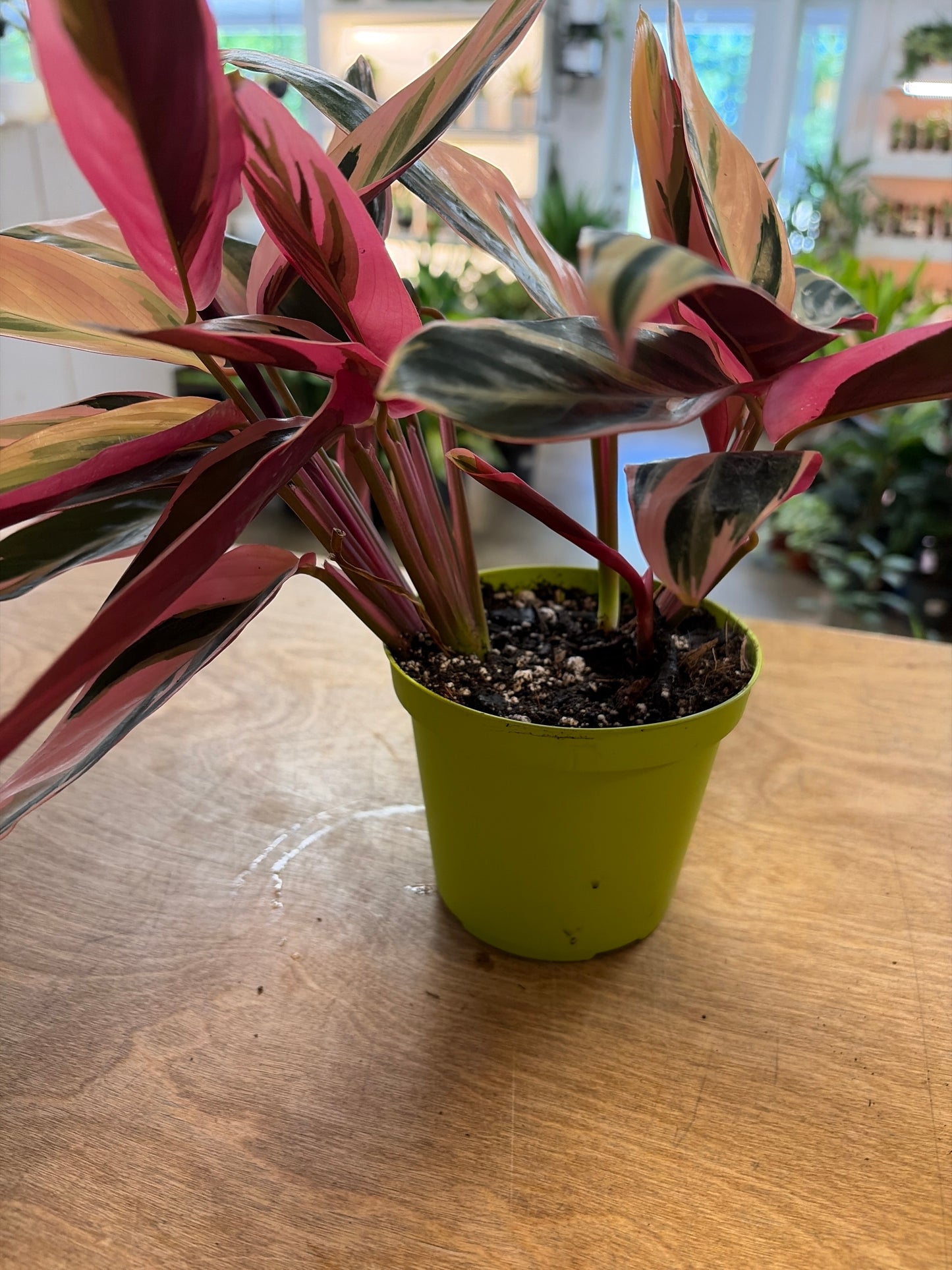 Stromanthe Triostar