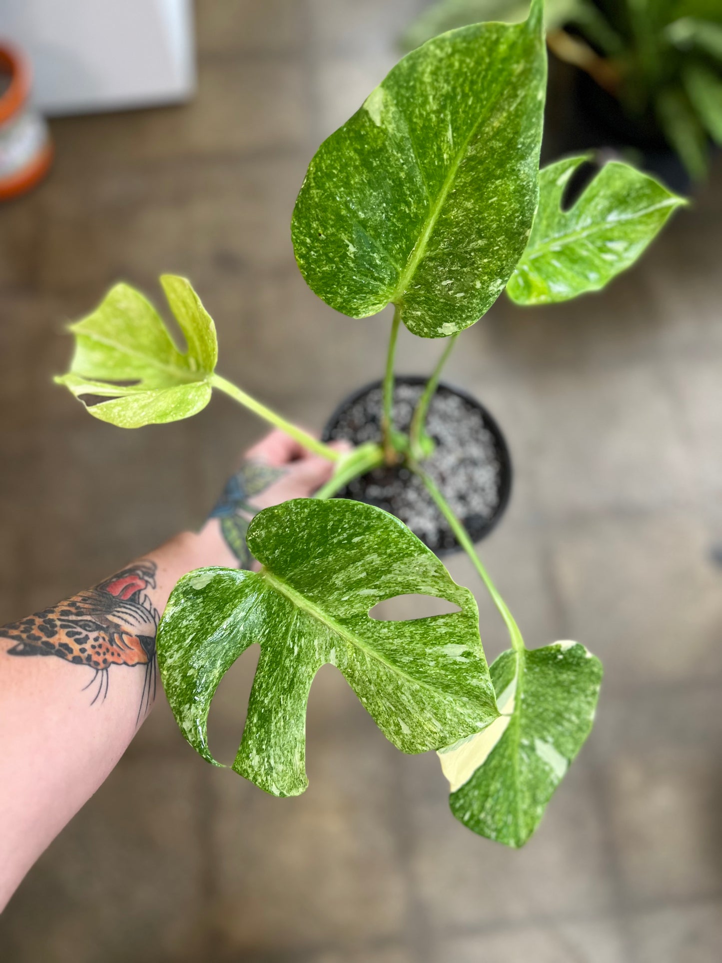 Monstera Thaï Platinum