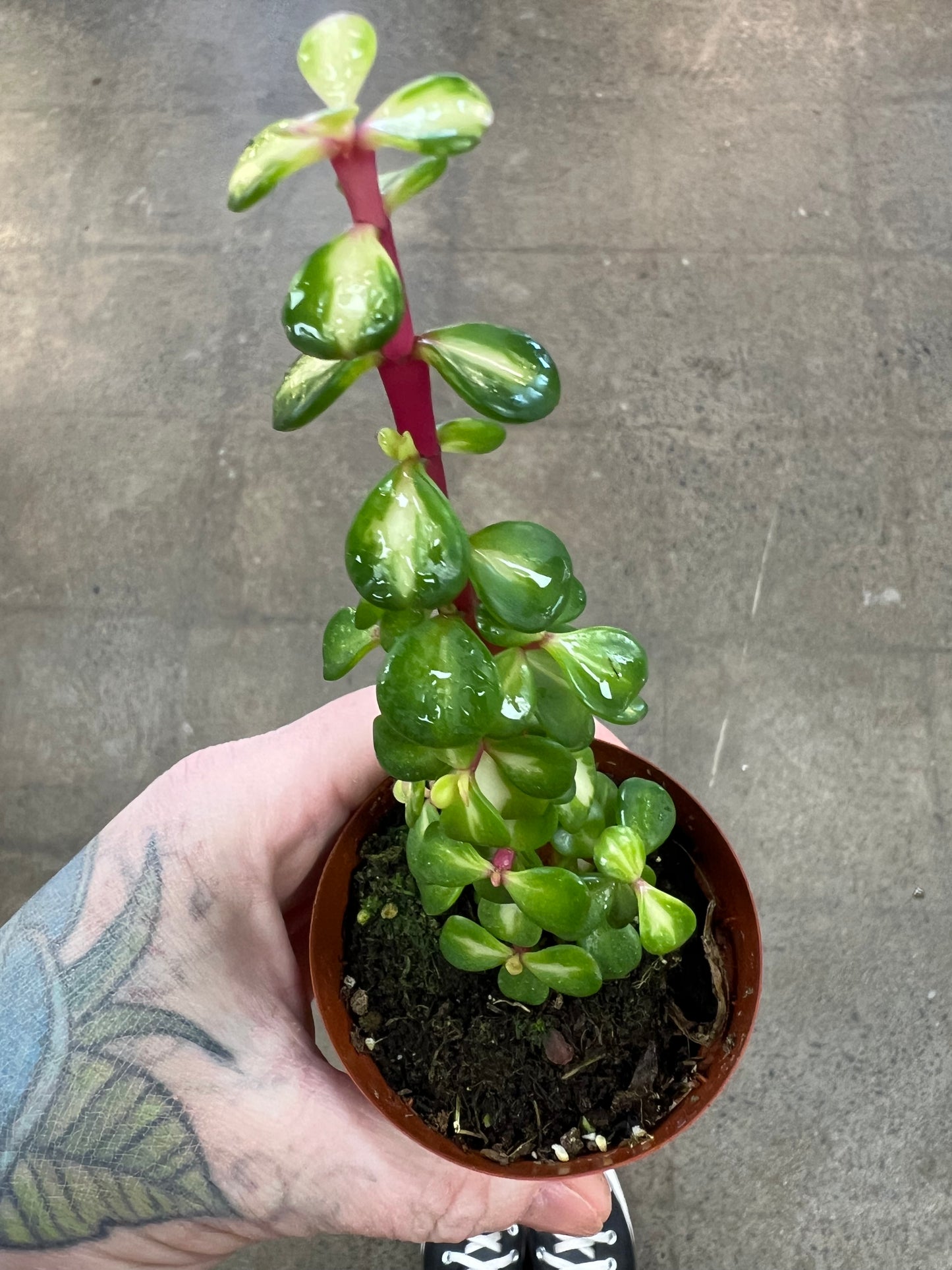 Portulacaria Afra Mediopicta