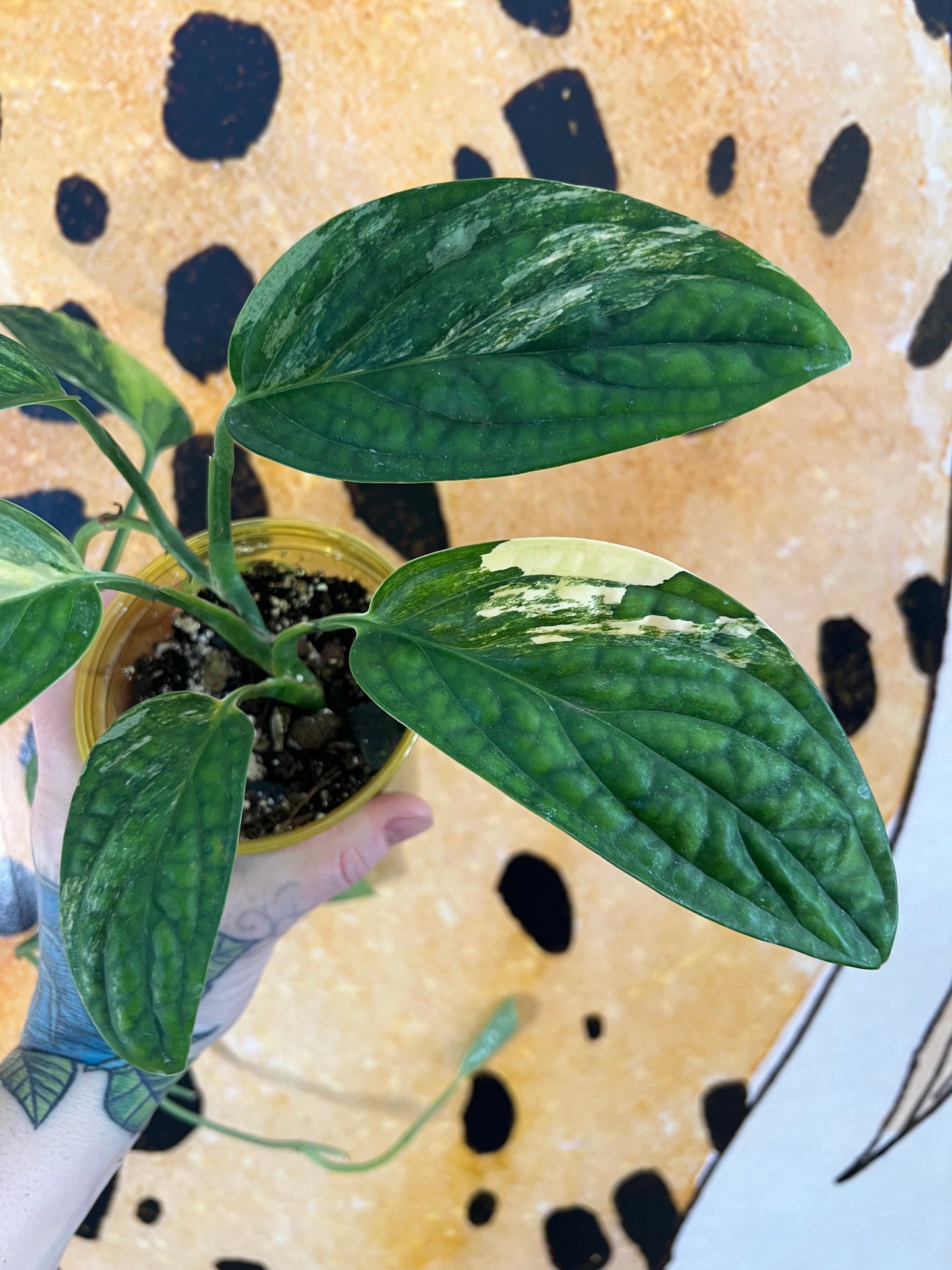 Monstera Peru Variegated