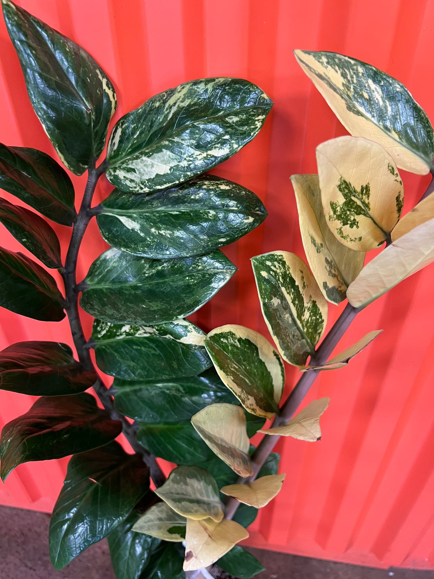 Zamioculcas Zamiifolia Variegata #3