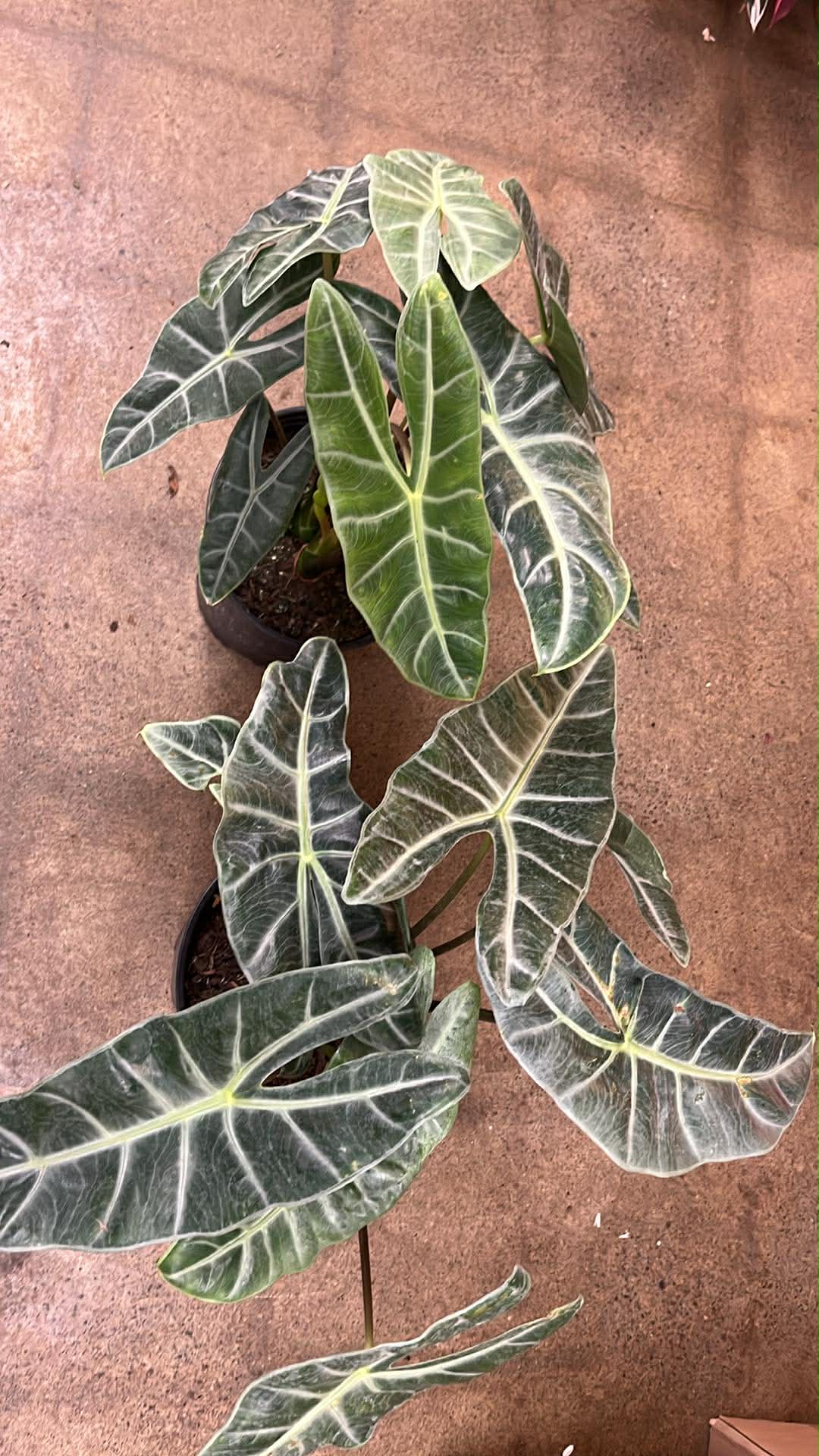 Alocasia Longiloba