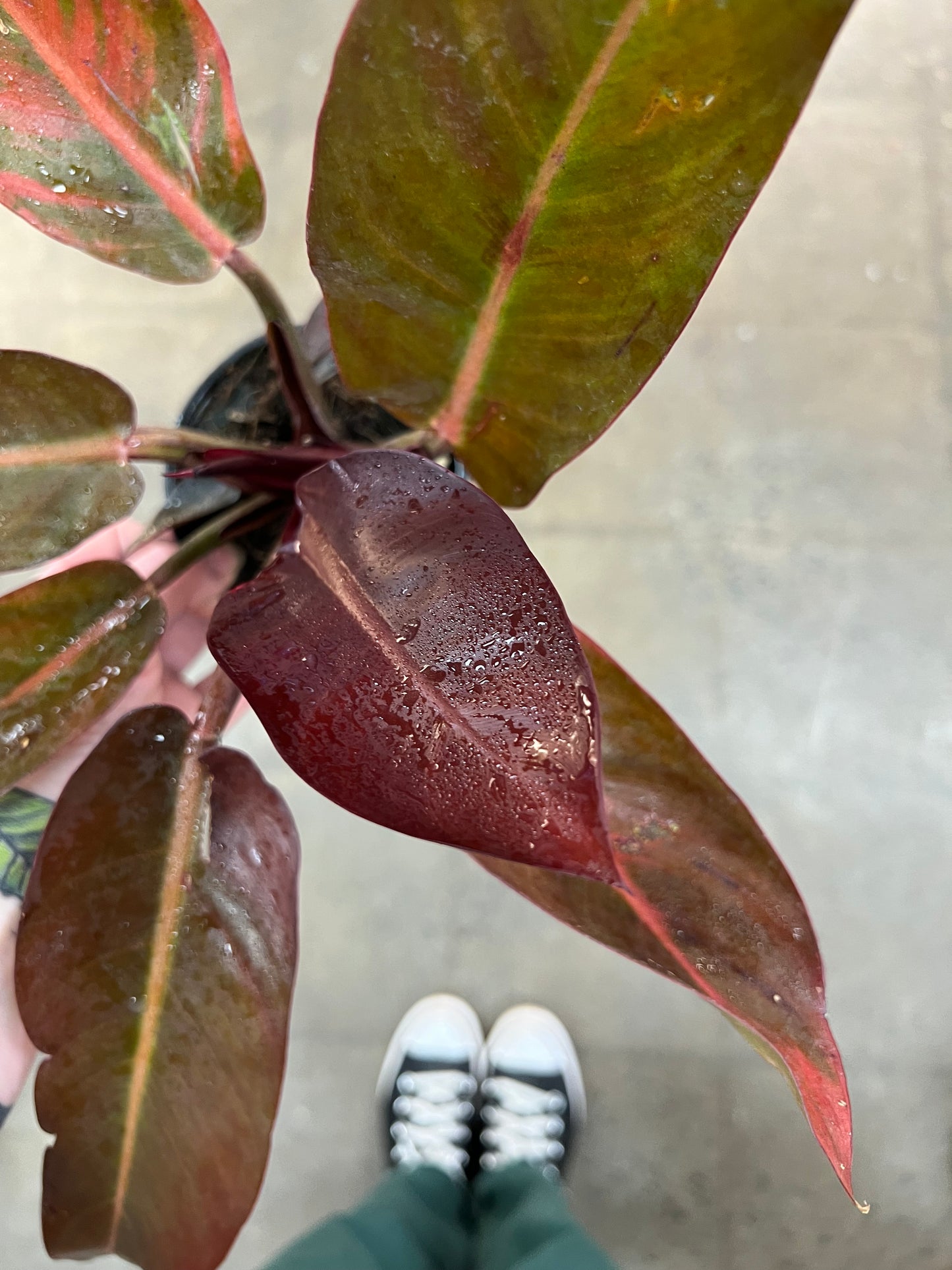 Philodendron Sun Red