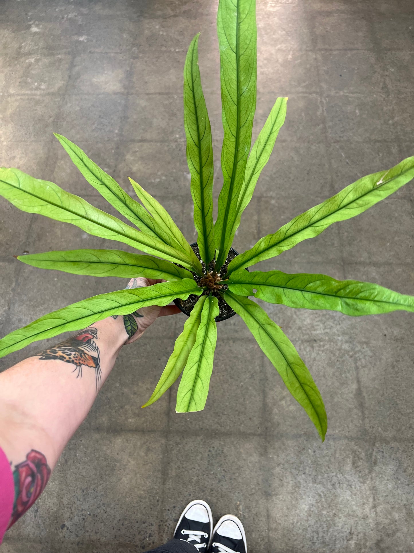 Anthurium Scorpion Mint