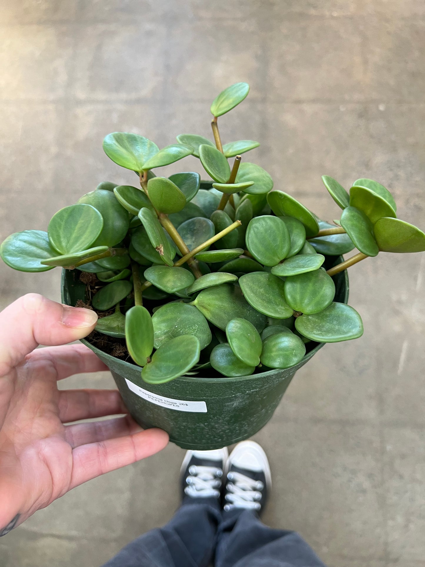 Peperomia Hope