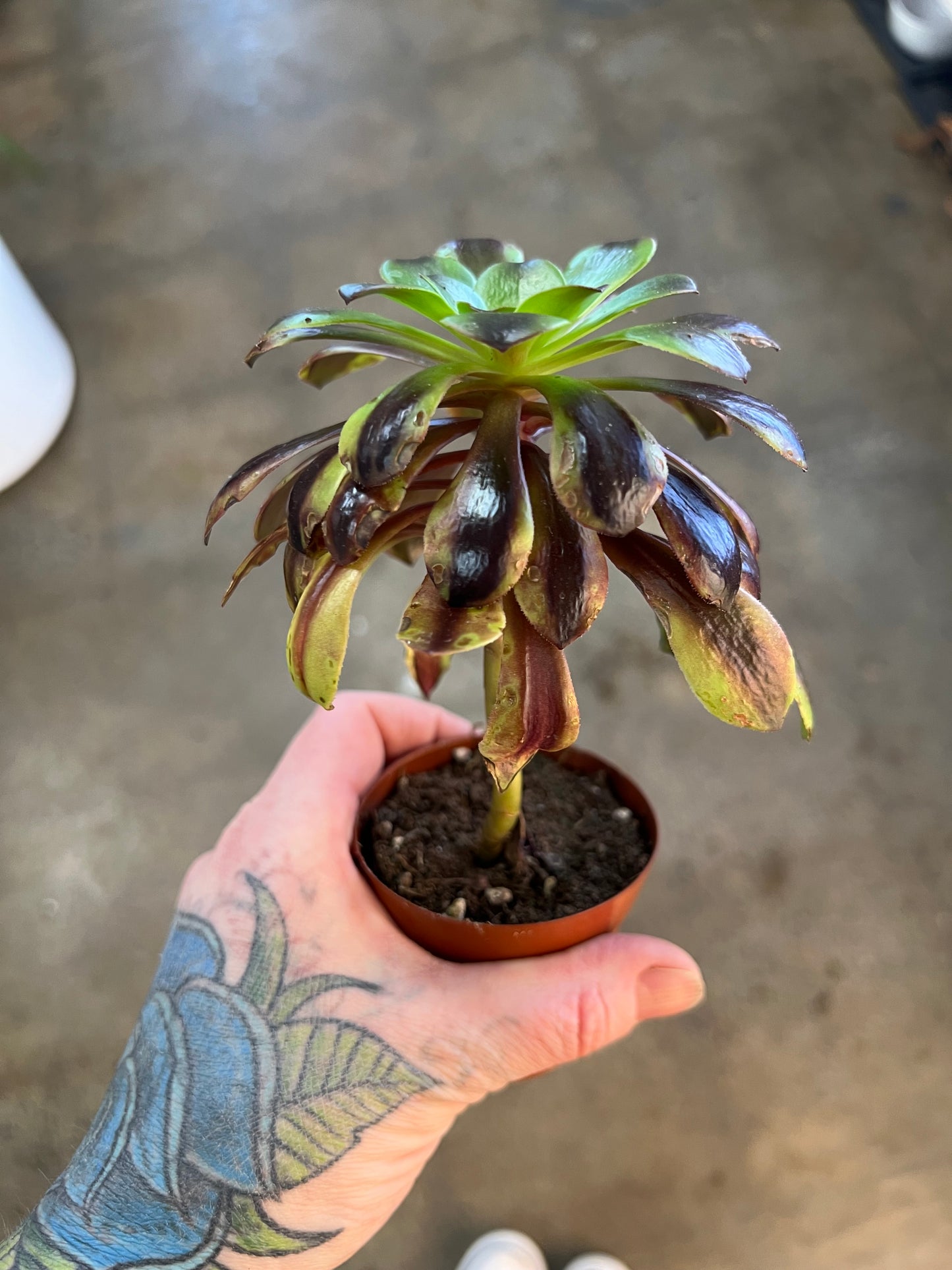 Aeonium Super Bang