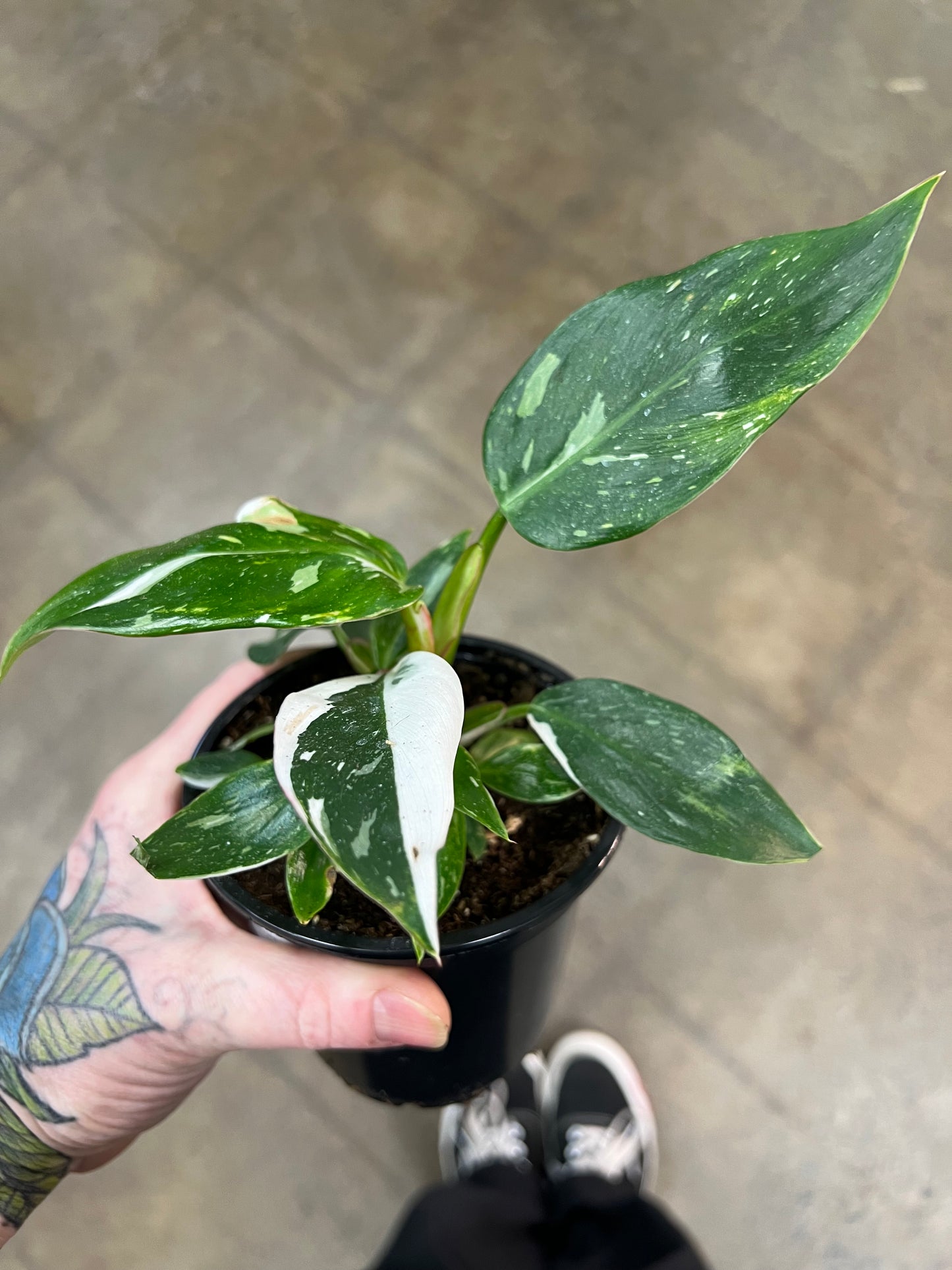 Philodendron White Princess