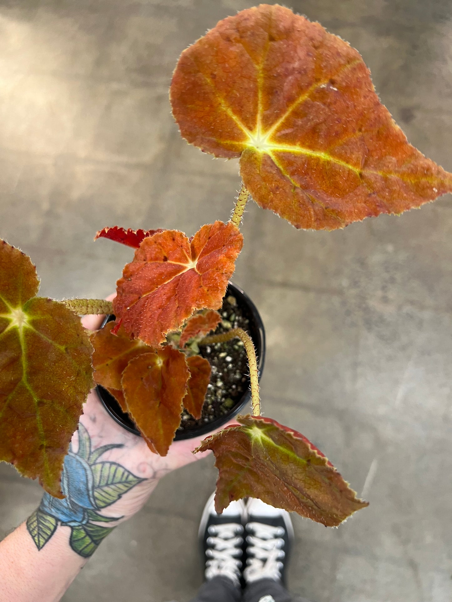Bégonia Autumn Amber