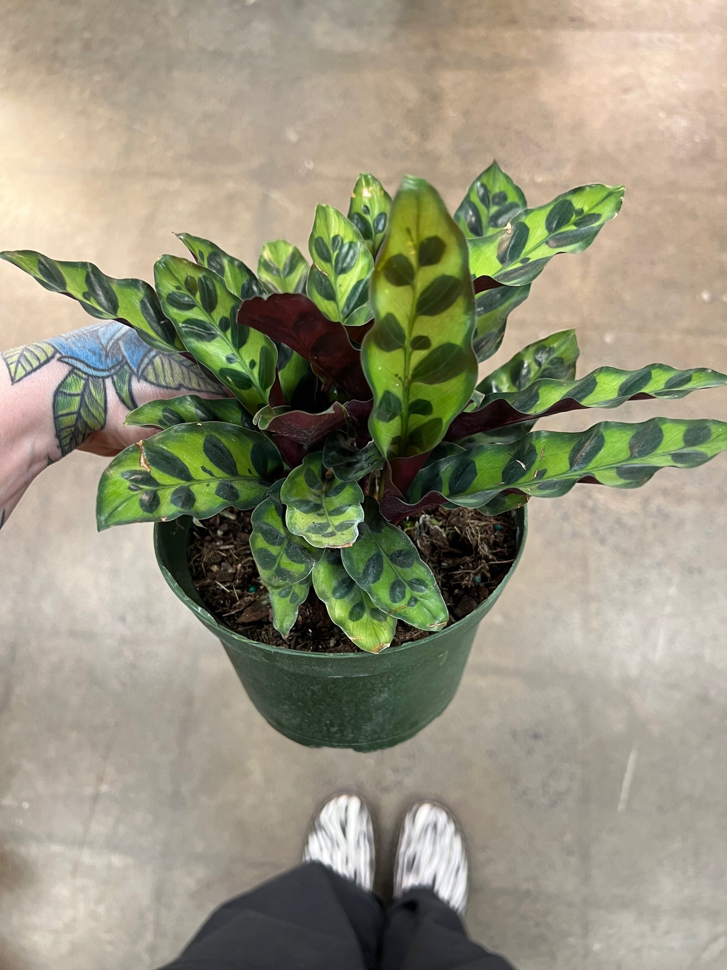 Calathea Lancifolia