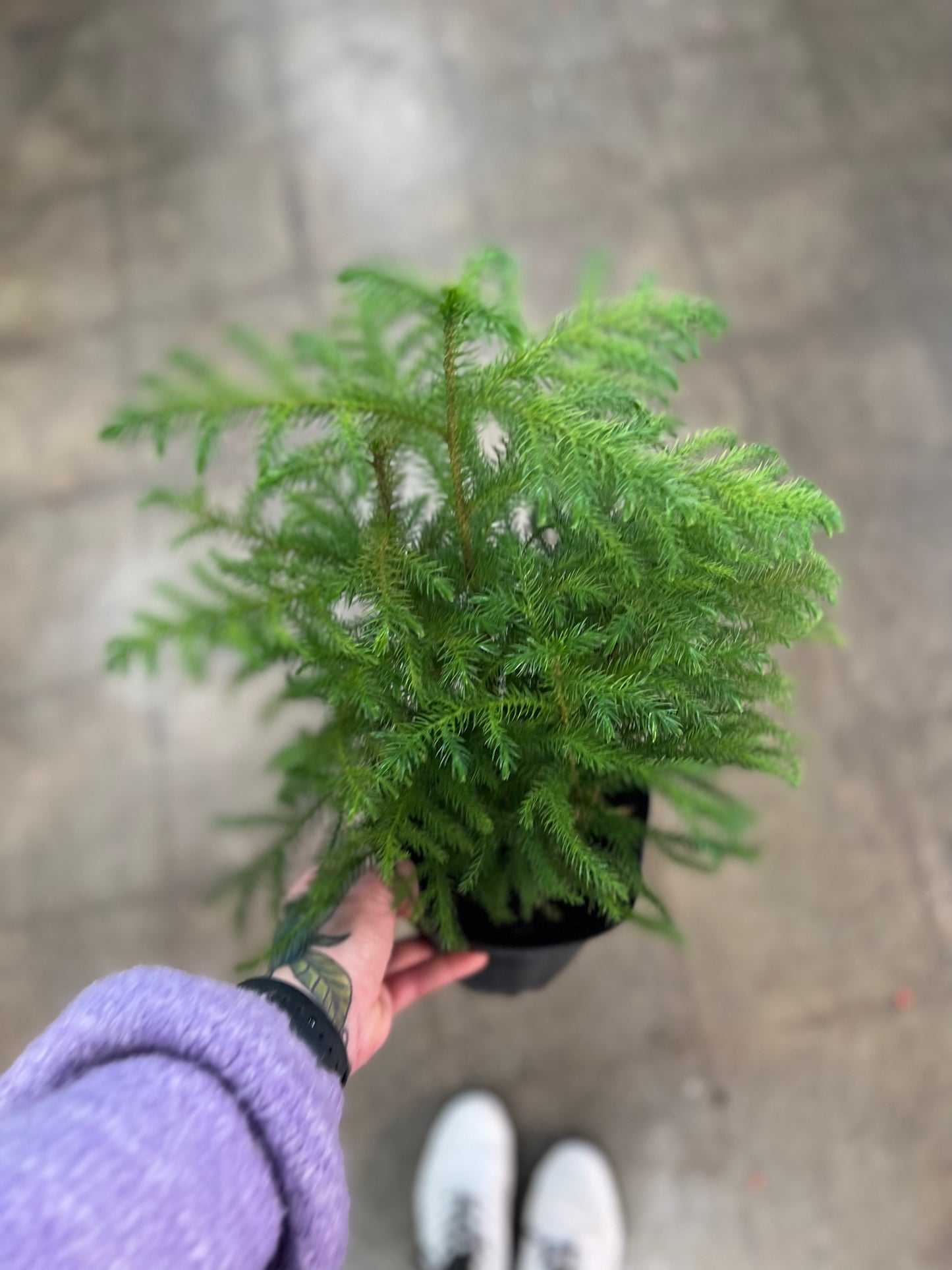 Araucaria Norfolk Pine