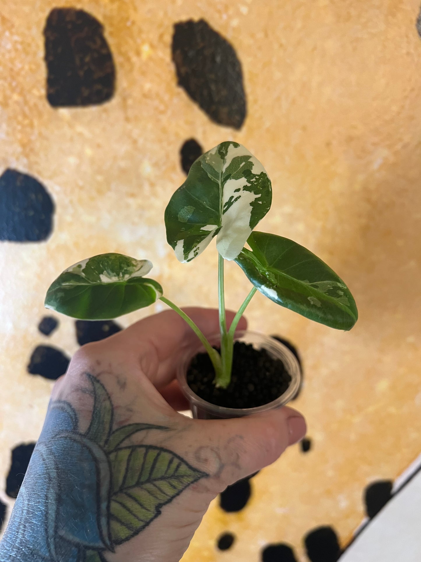 Alocasia Apaloosa Gold