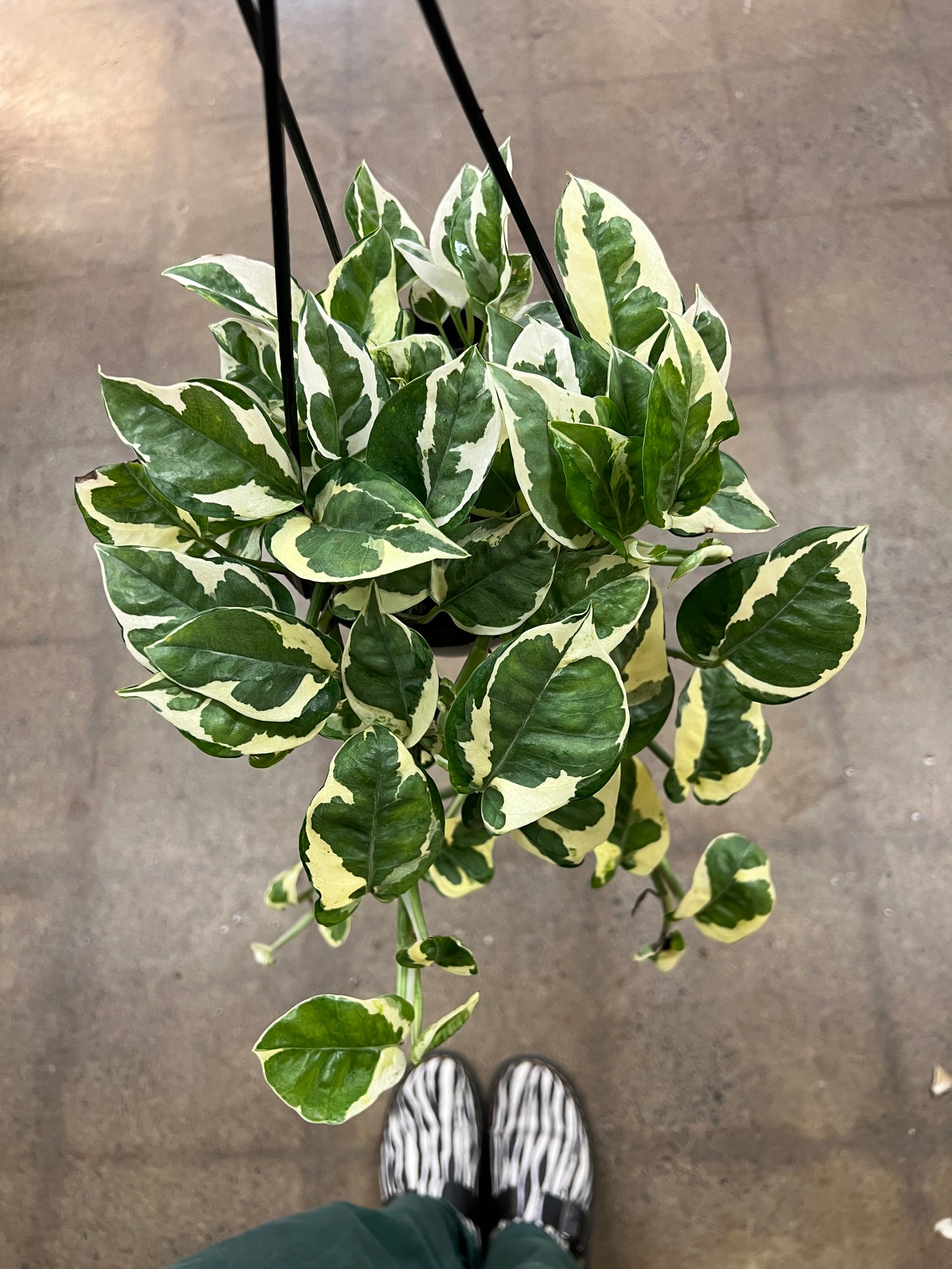 Pothos Pearl and Jade