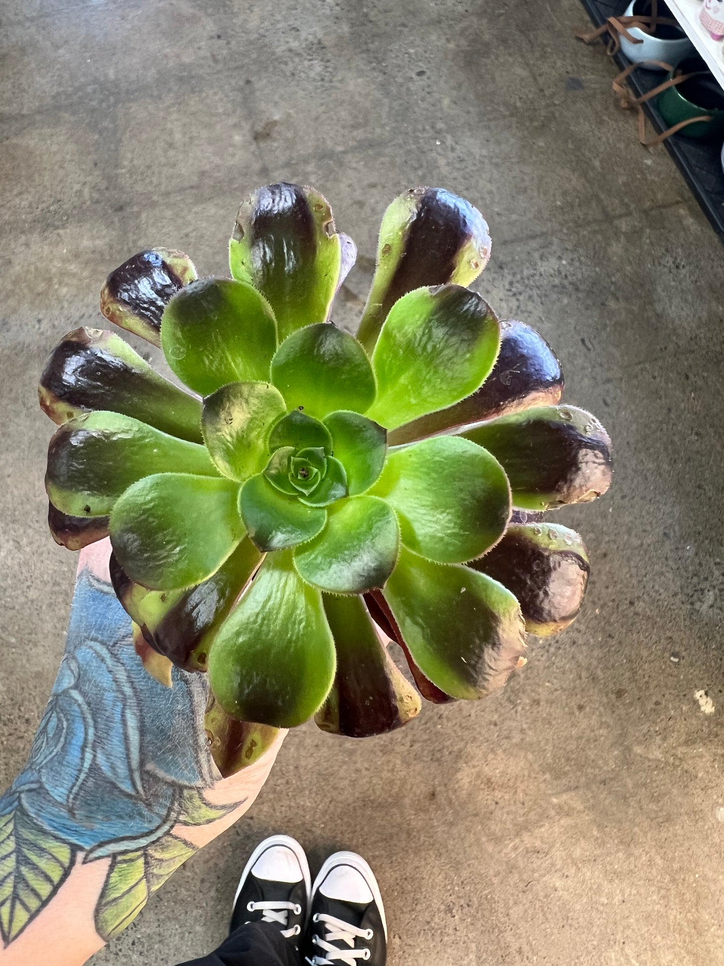 Aeonium Super Bang
