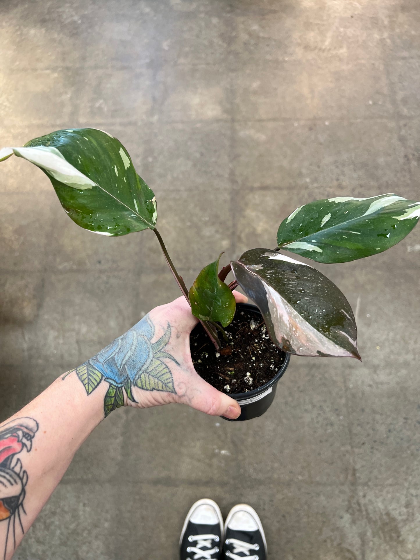 Philodendron Red Anderson