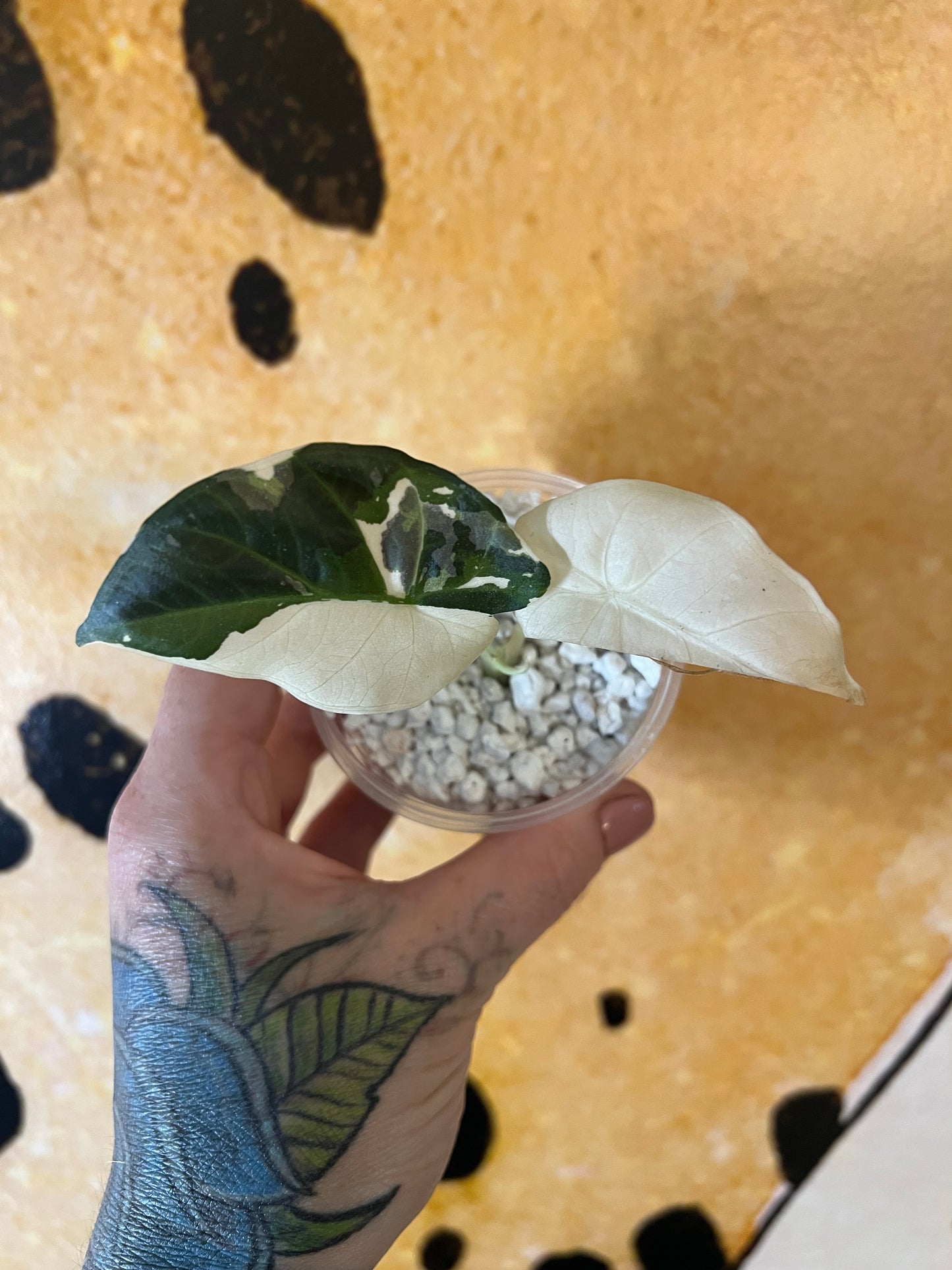 Alocasia Regal Shield Albo