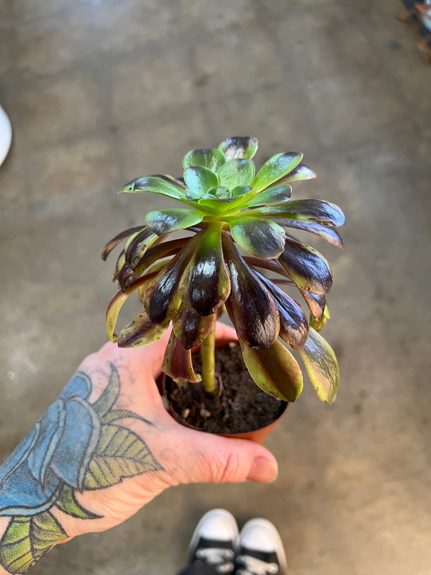 Aeonium Super Bang