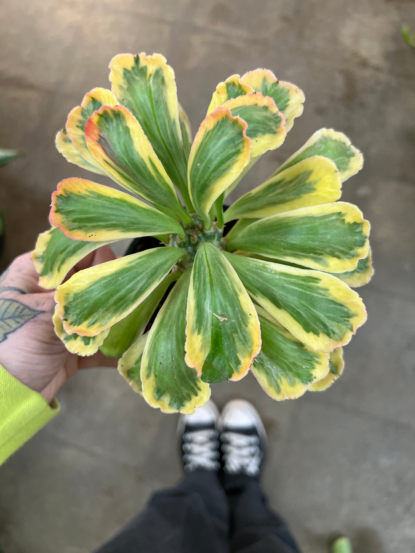 Euphorbia Poissonii Variegata