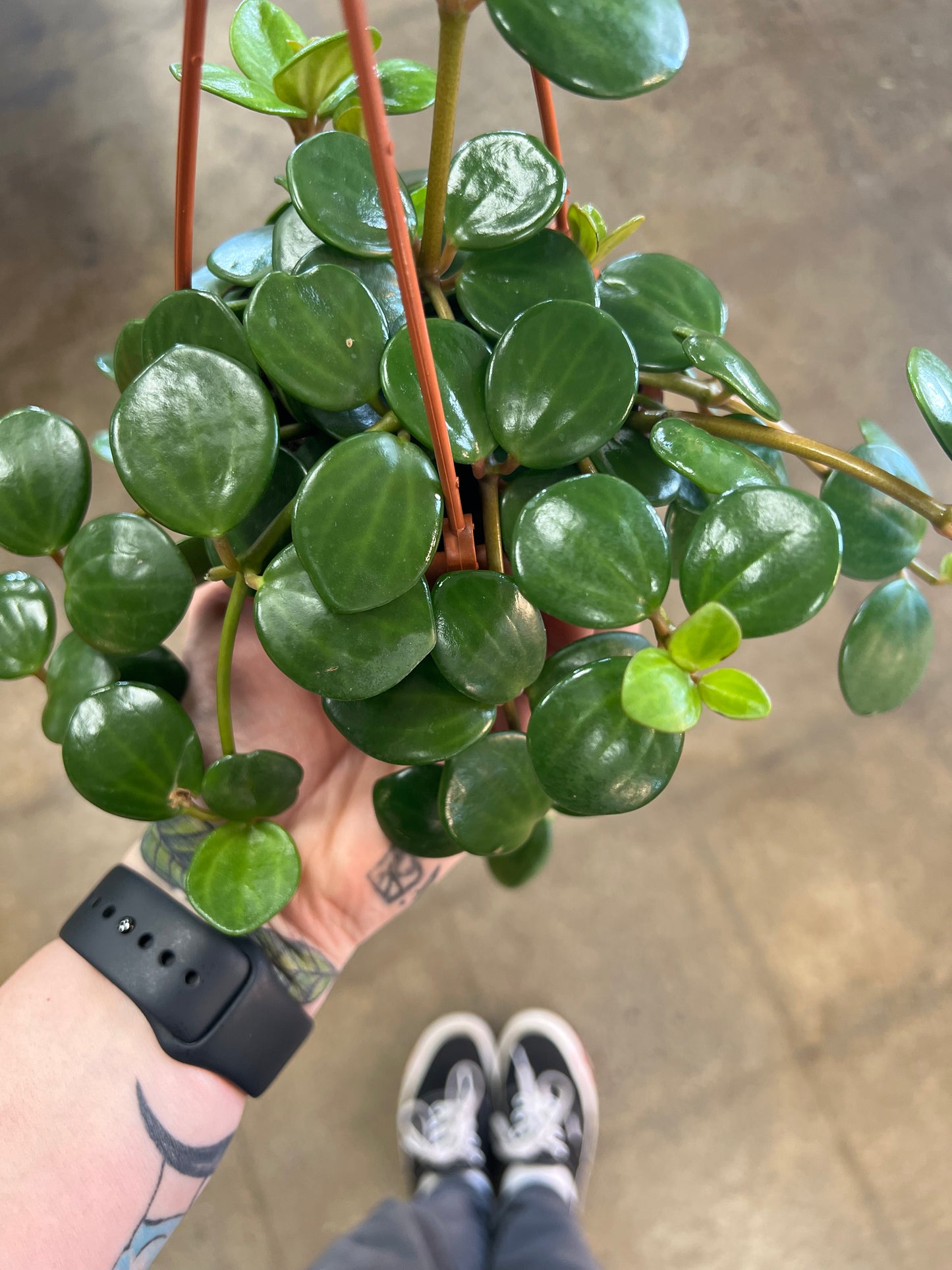 Peperomia Hope