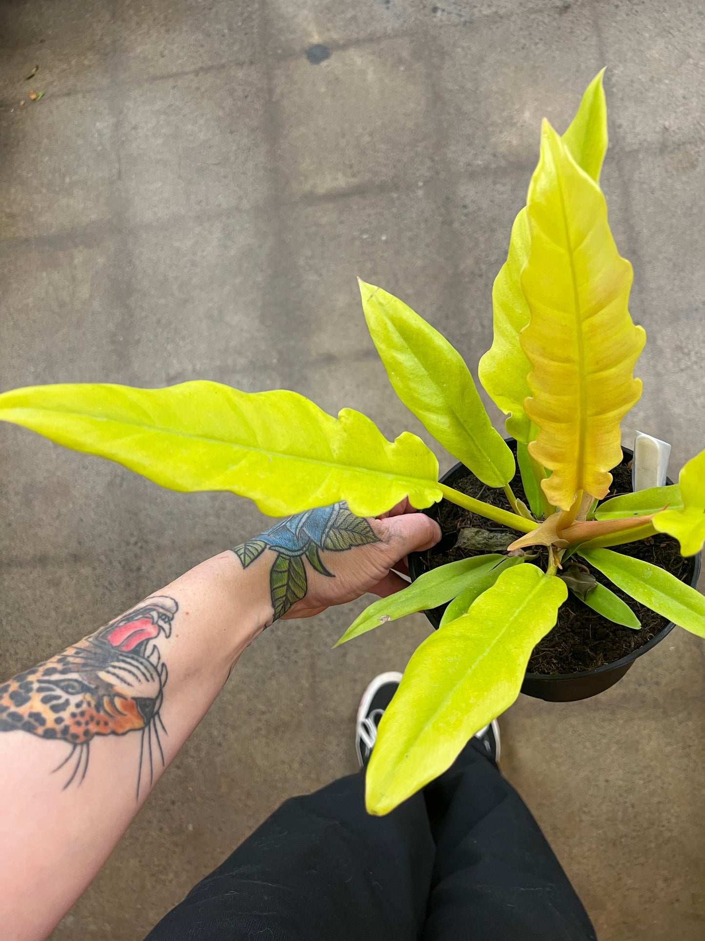 Philodendron Golden Crocodile