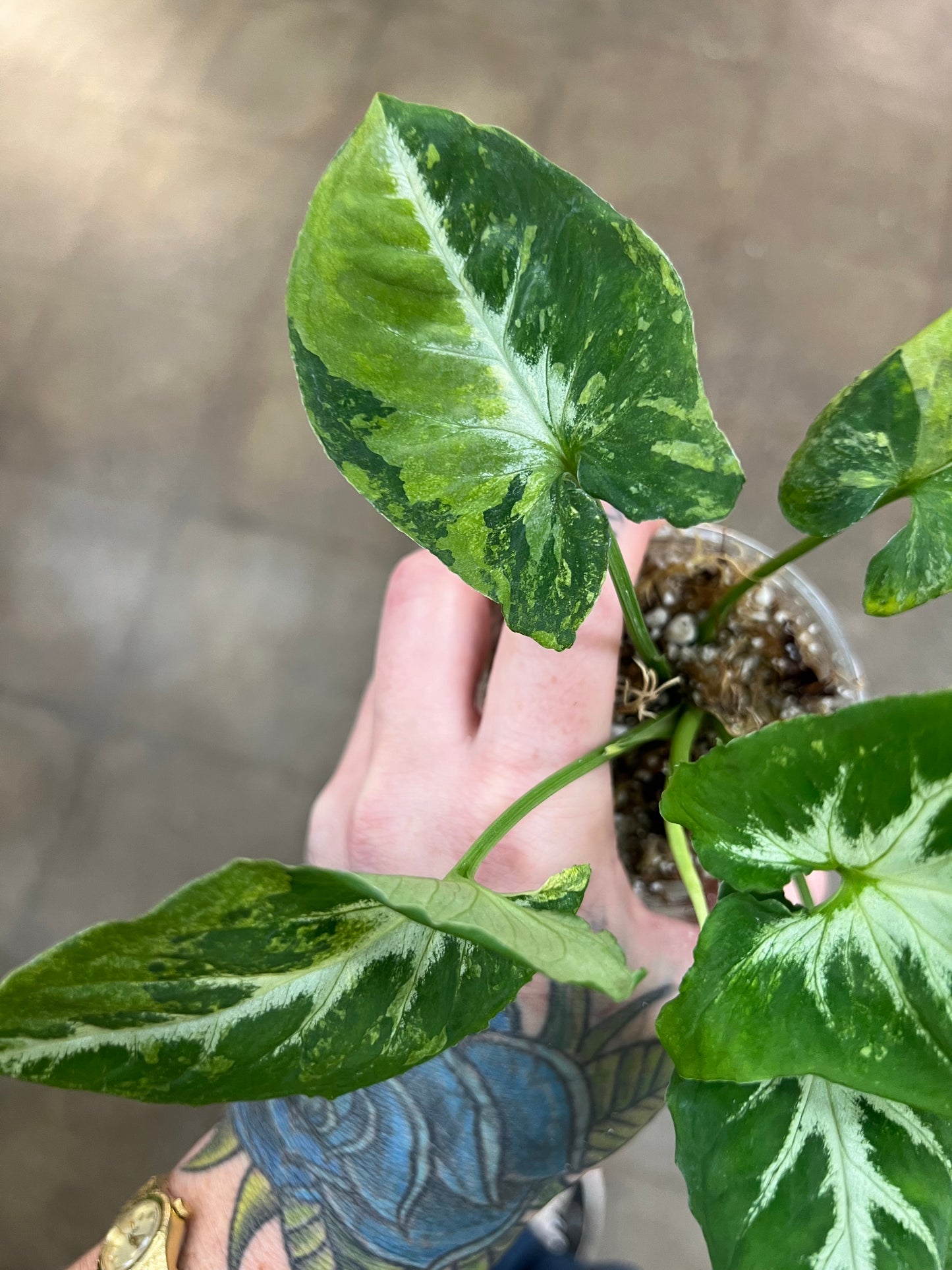 Syngonium Scrambled Eggs