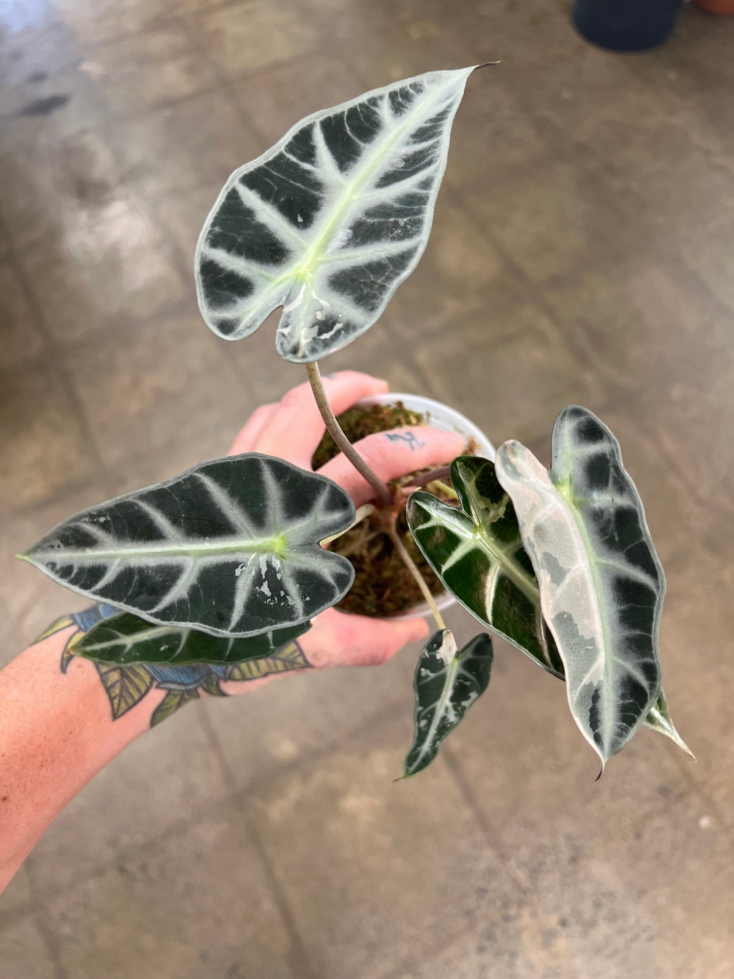 Alocasia Bambino Pink Variegated