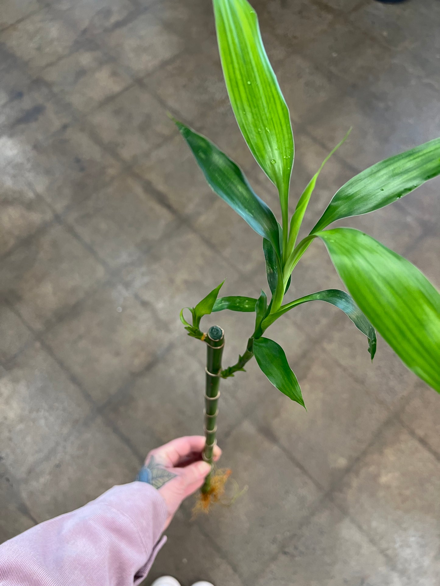 Lucky Bamboo XL
