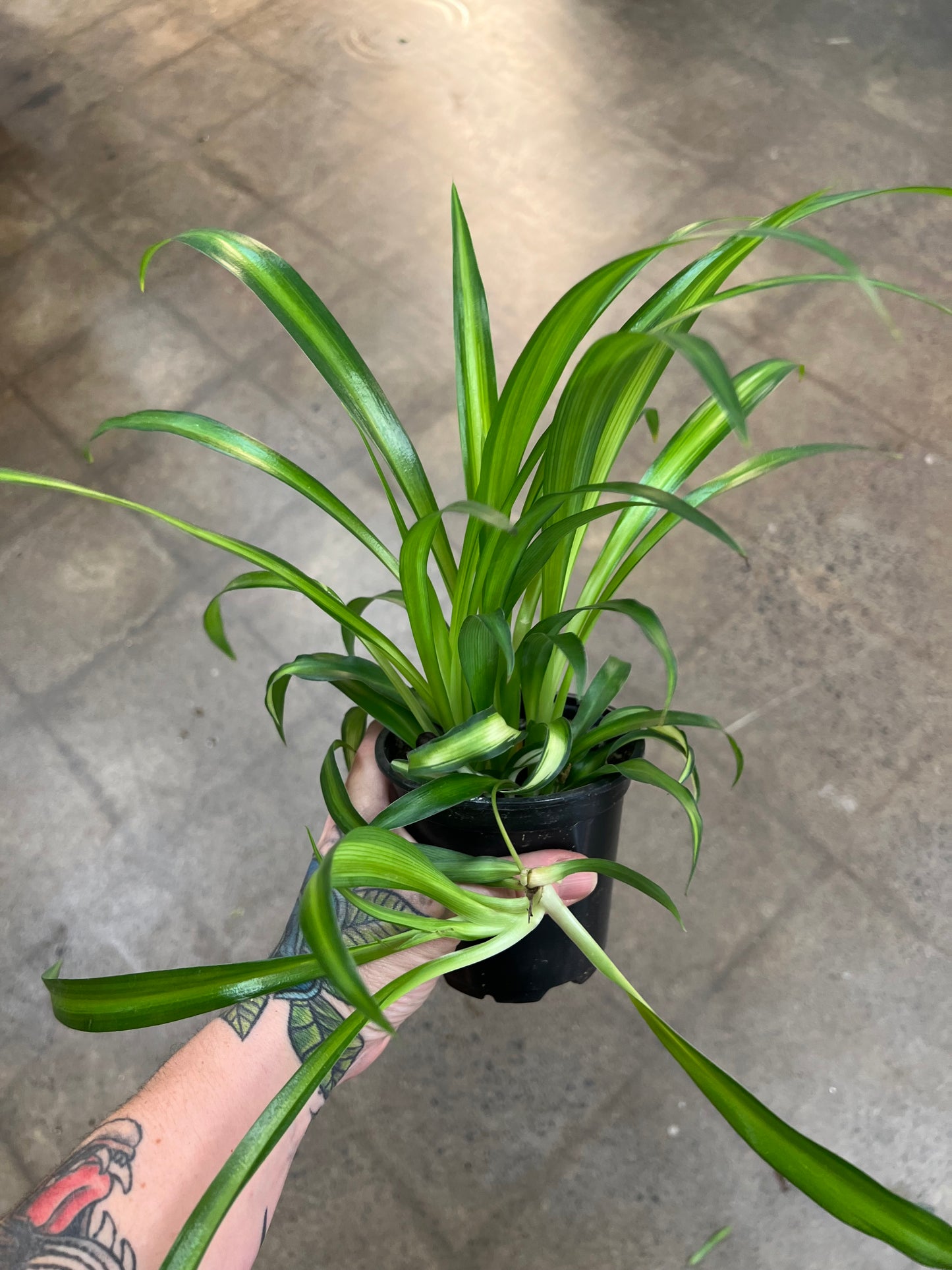Chlorophytum Asst.
