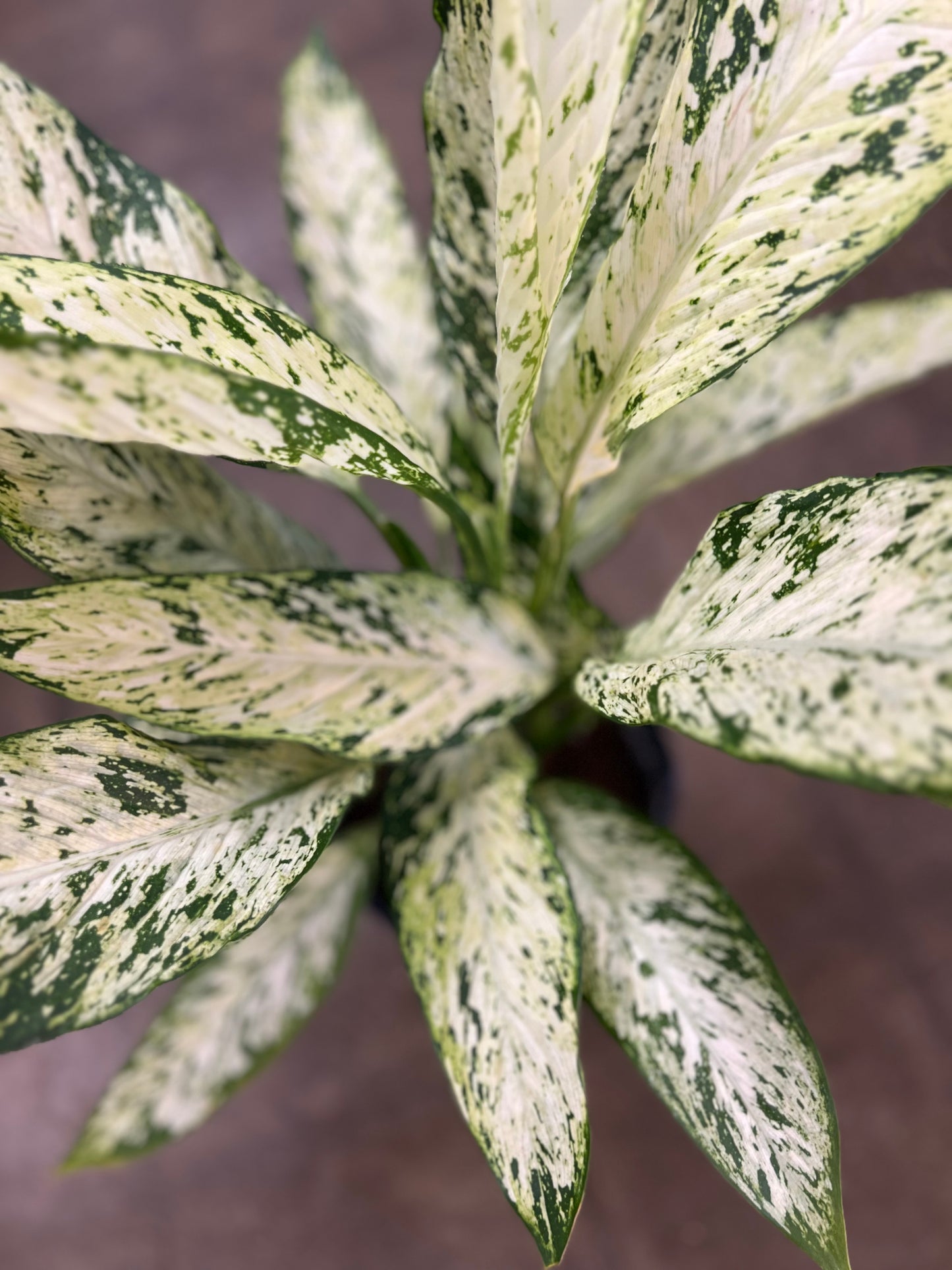 Diffenbachia Vesuvius