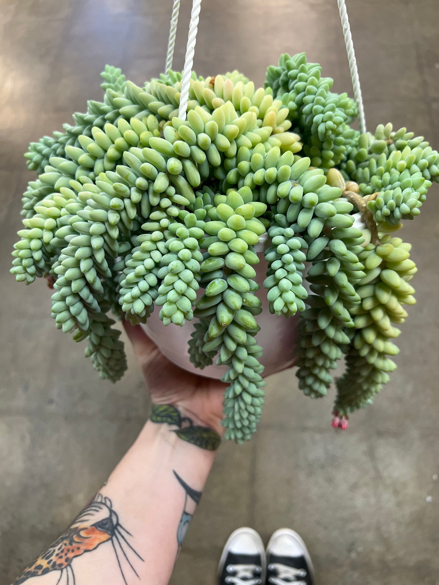Sedum Burrito
