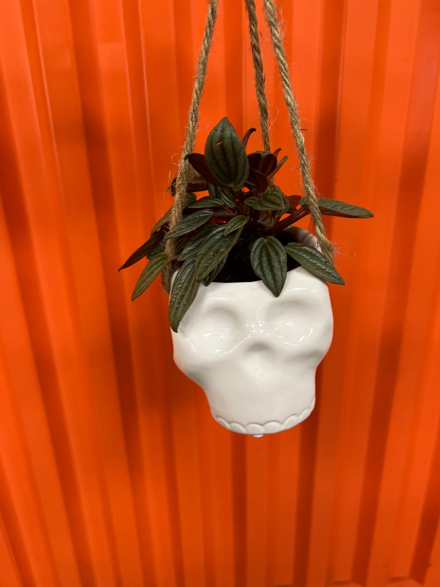 Cache pot Haunted Hanging