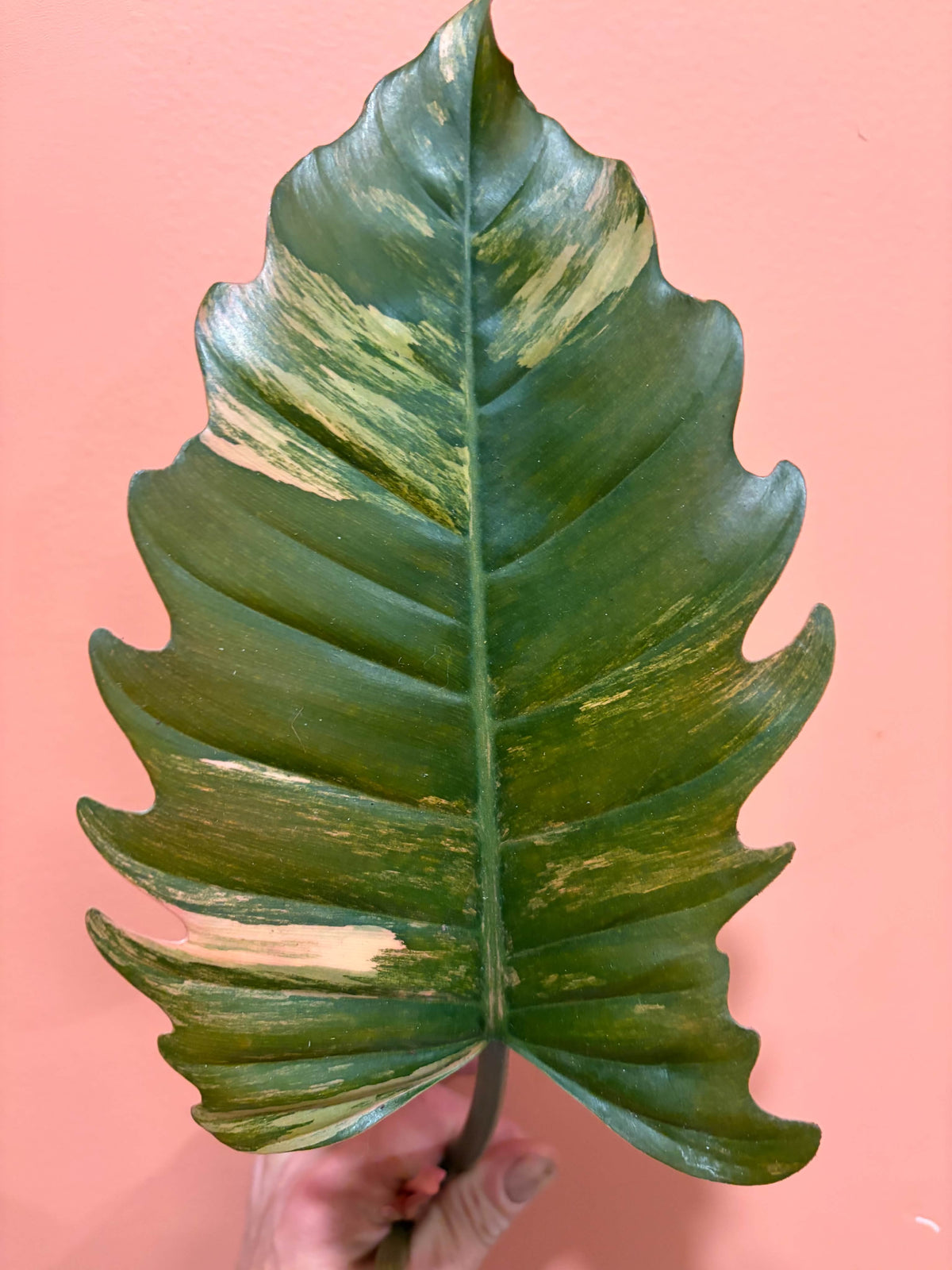 Philodendron Caramel Marble Variegated