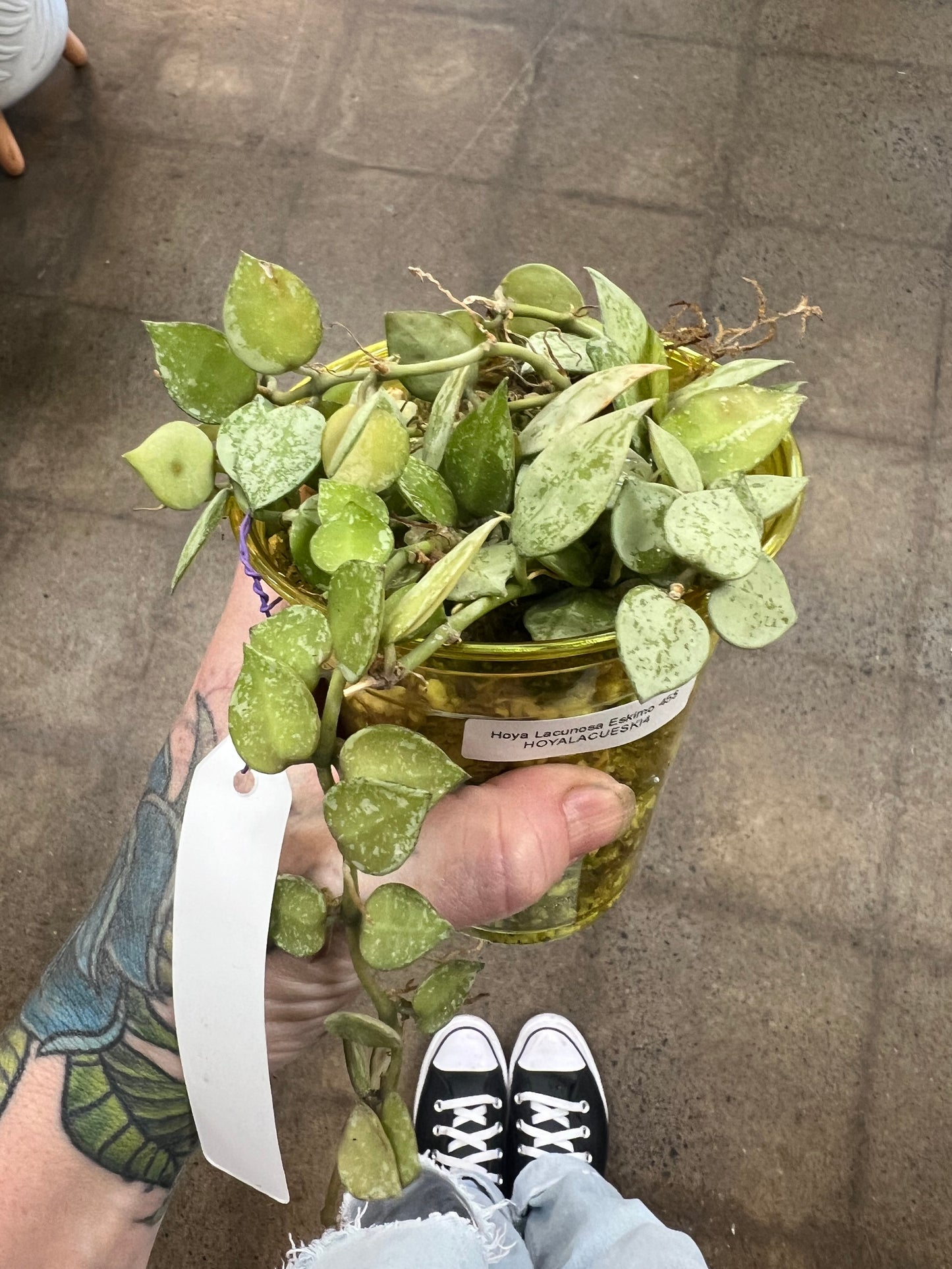 Hoya Krohniana Eskimo