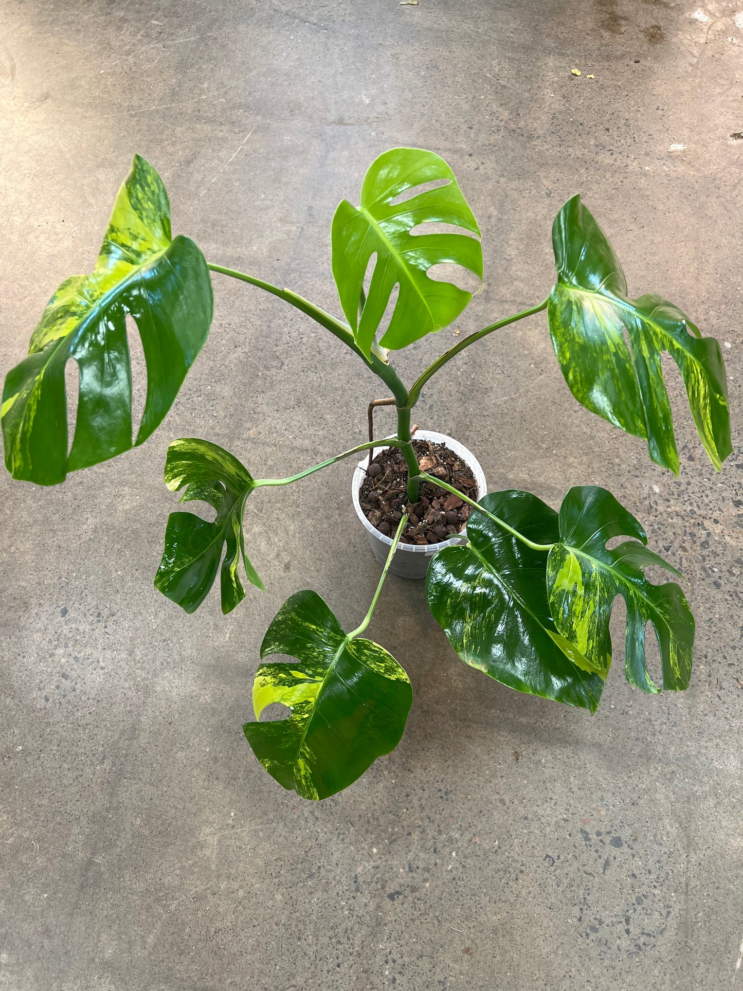 Monstera Aurea