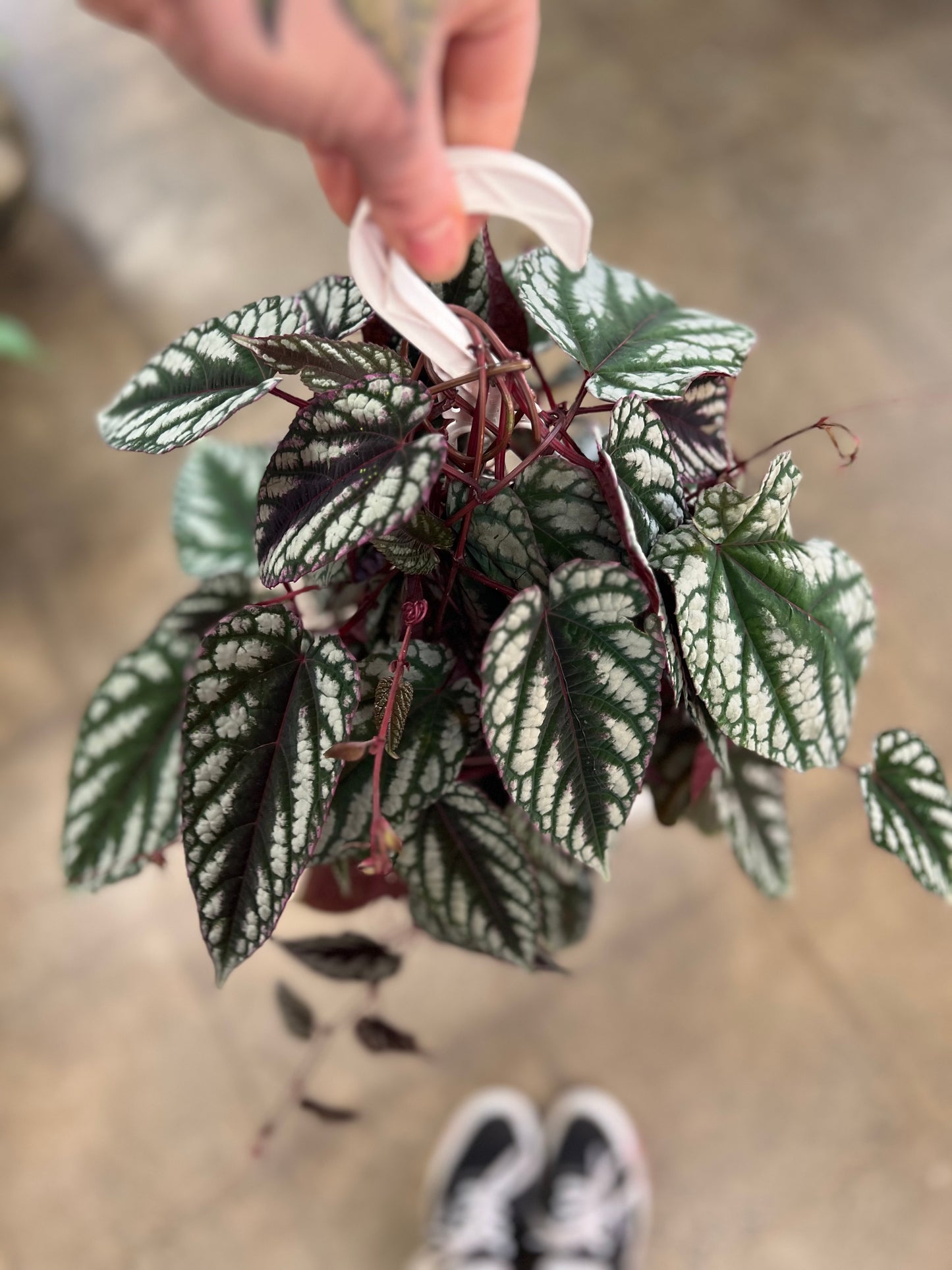 Cissus Discolor