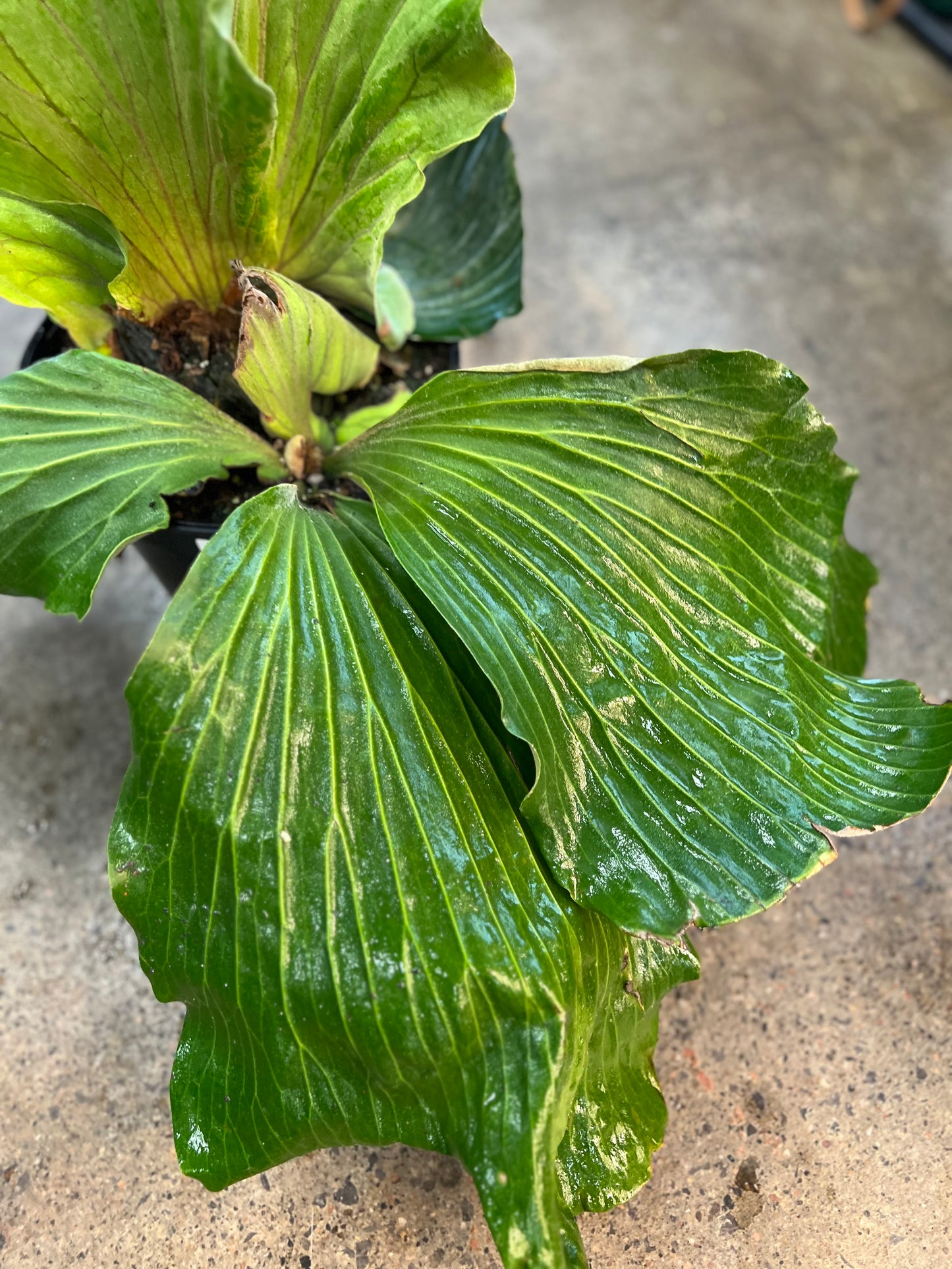 Fern Platycerium Elephanotis