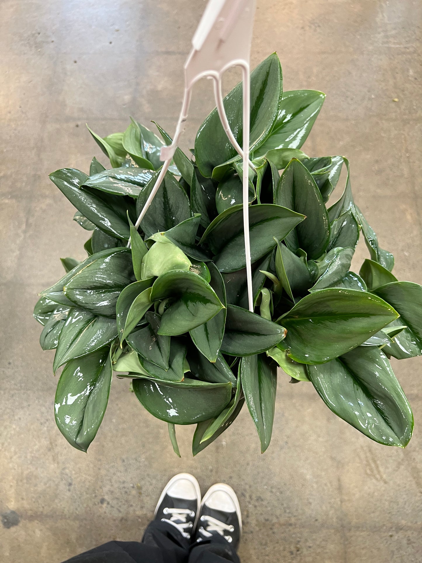 Scindapsus Treubii Moonlight